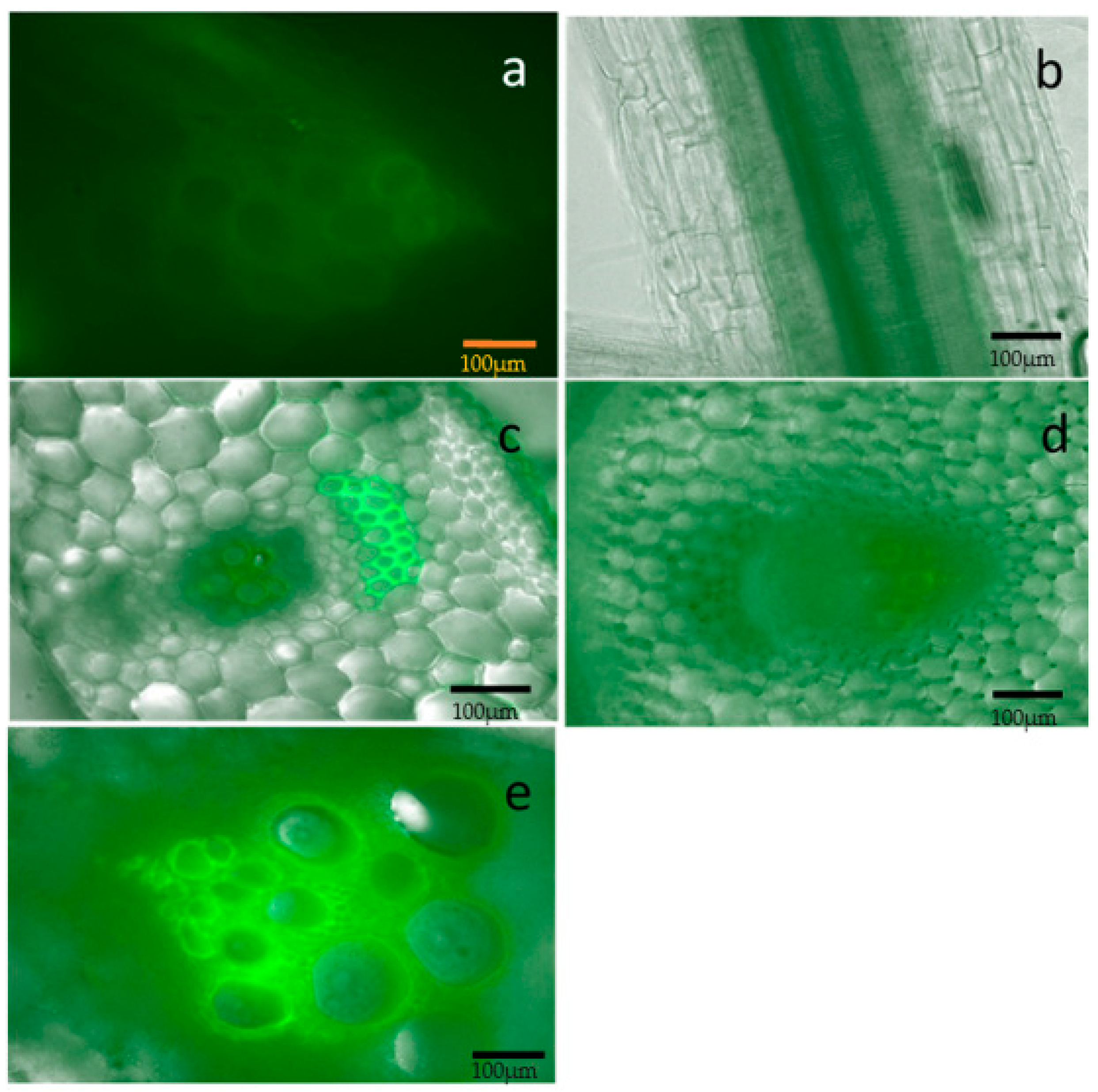 Plants 10 01972 g002