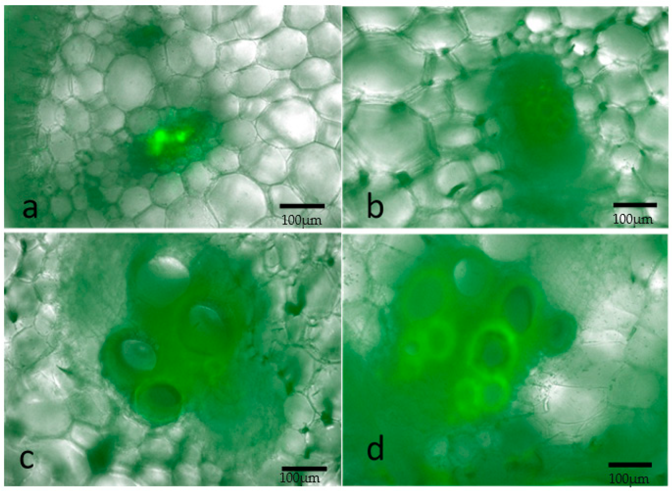 Plants 10 01972 g003