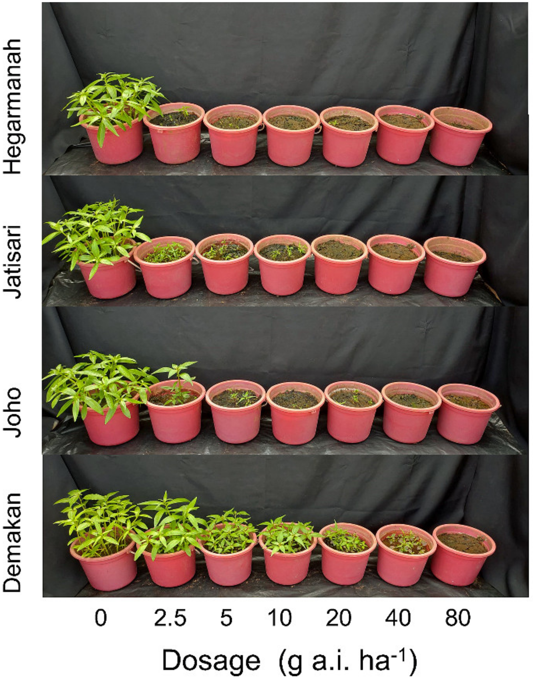 Plants 10 01973 g001