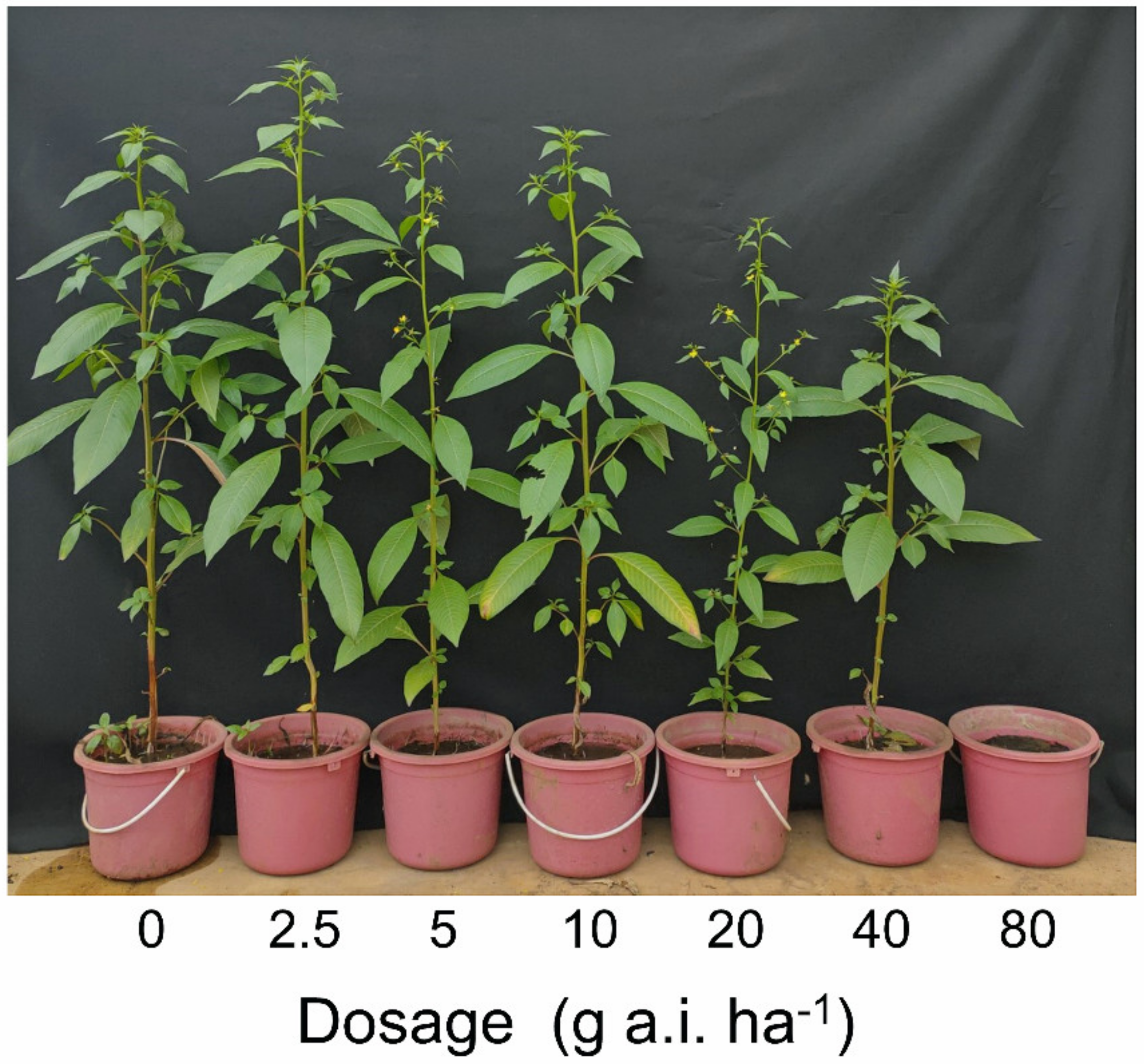 Plants 10 01973 g002