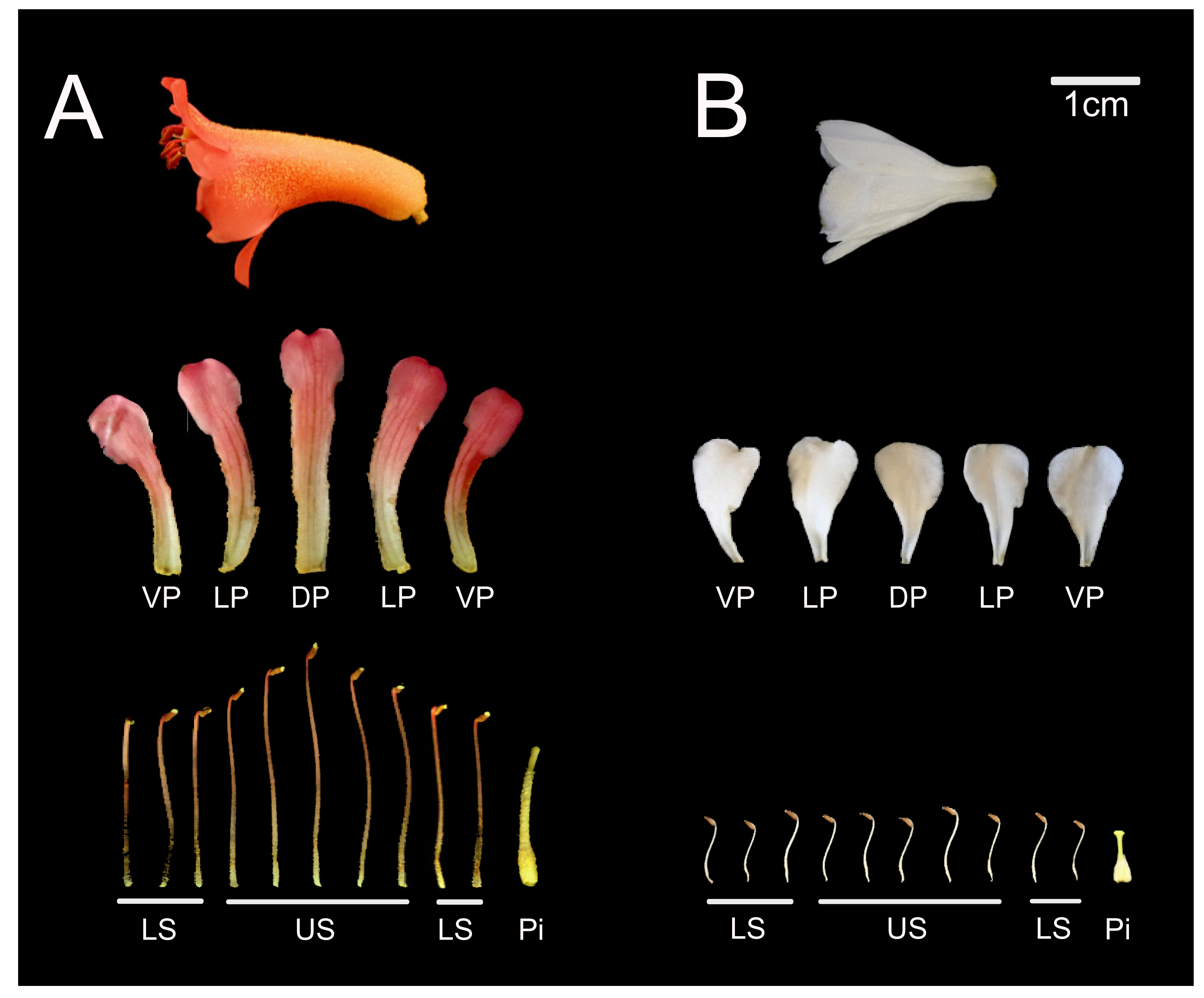 Plants 10 01994 g005