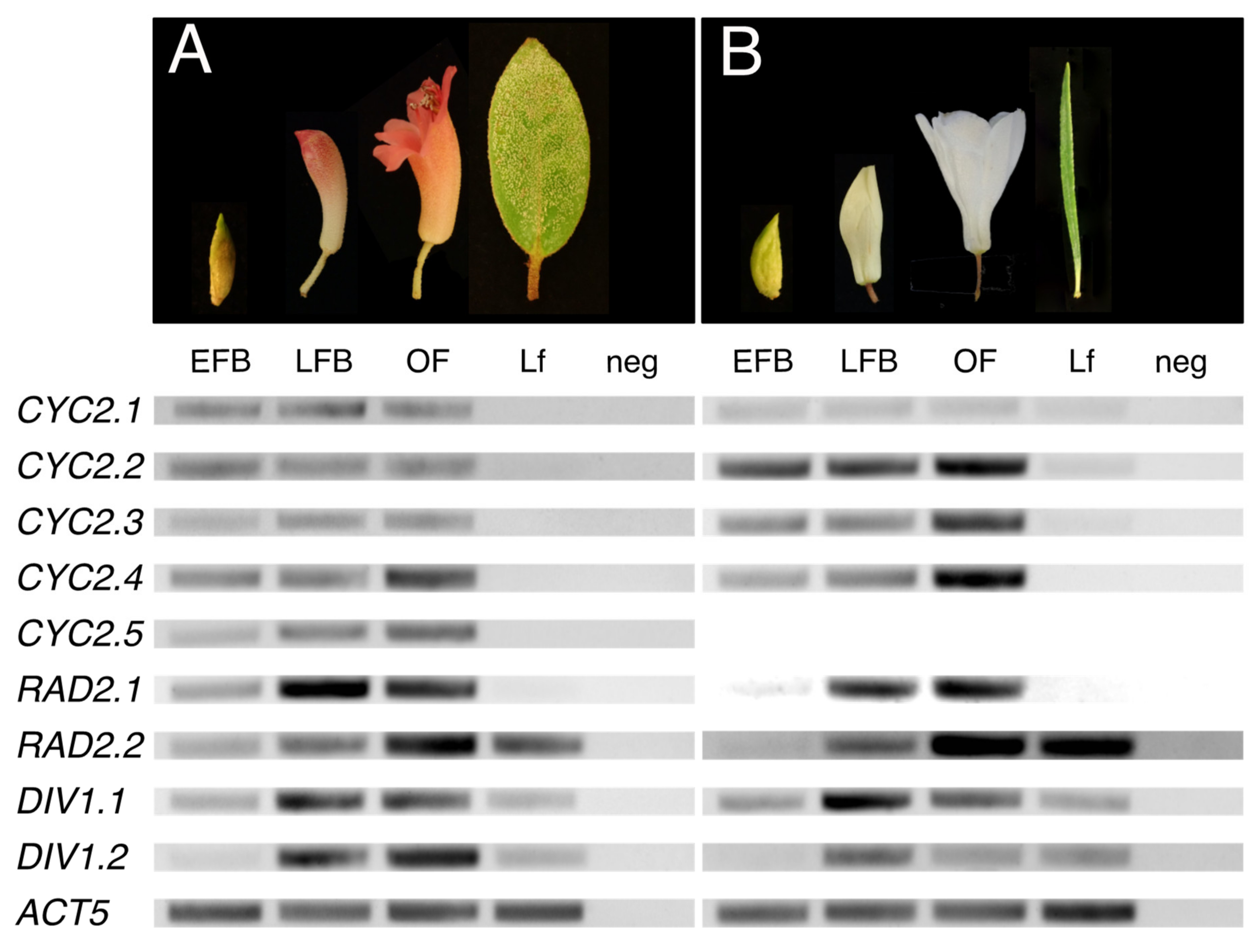 Plants 10 01994 g006