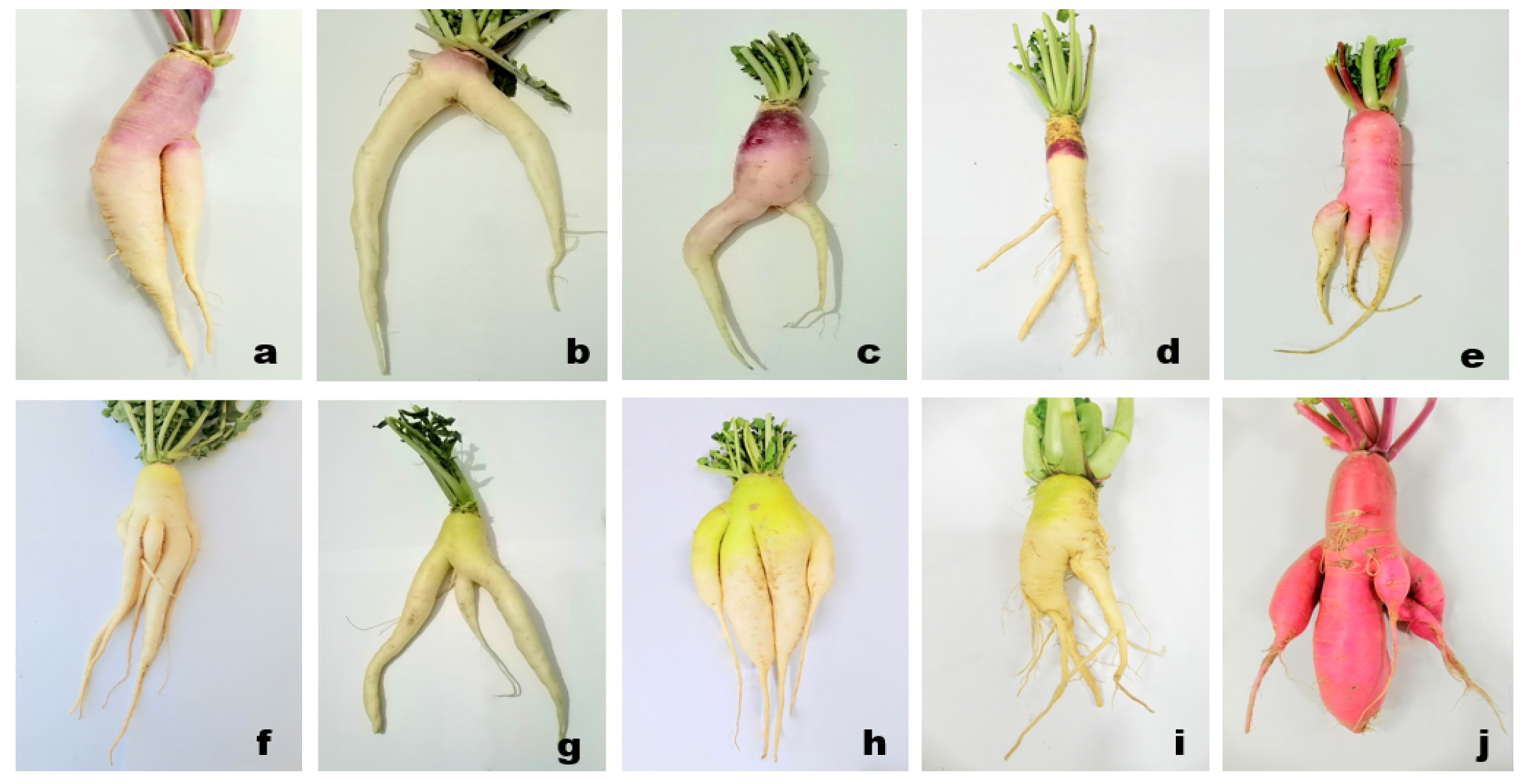 Plants 10 02003 g002 Plants 10 02003 g002