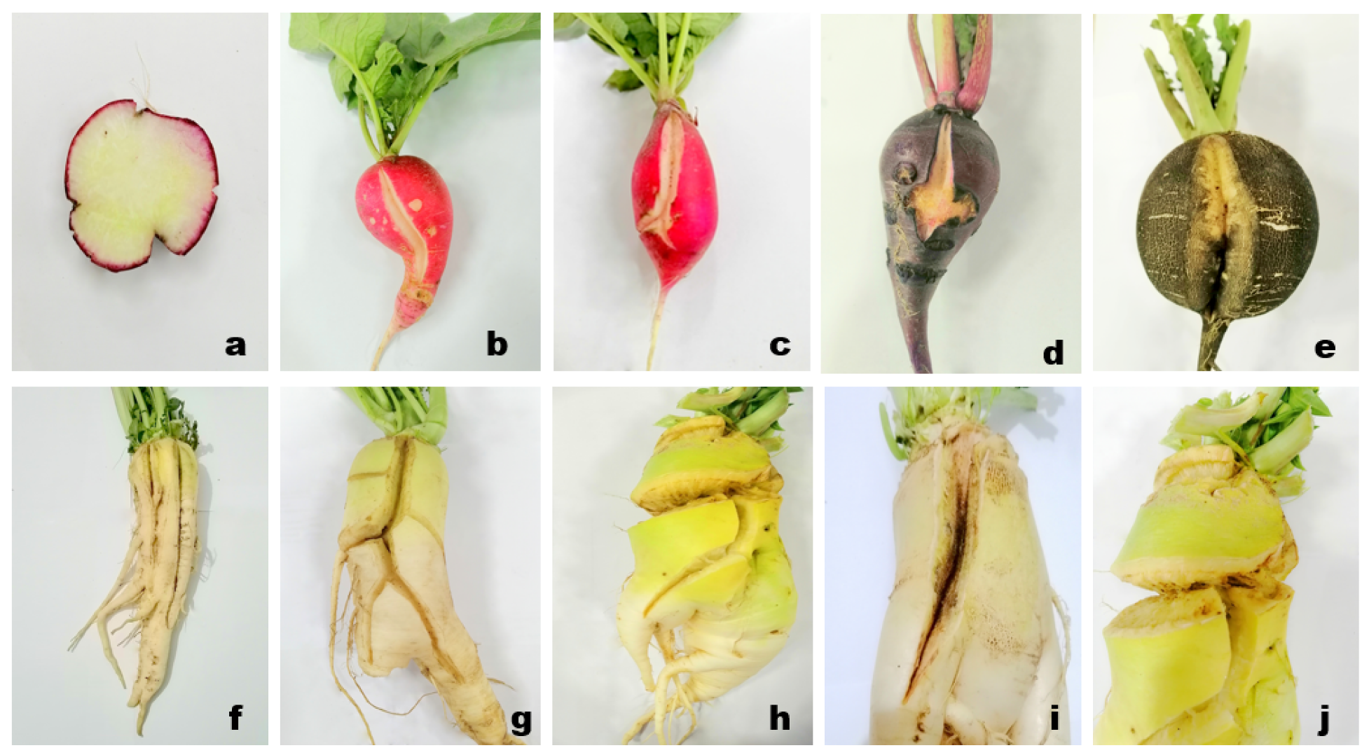 Plants 10 02003 g004 Plants 10 02003 g004