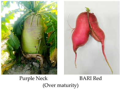 Plants 10 02003 i003 Plants 10 02003 i003