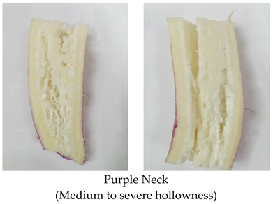 Plants 10 02003 i004 Plants 10 02003 i004