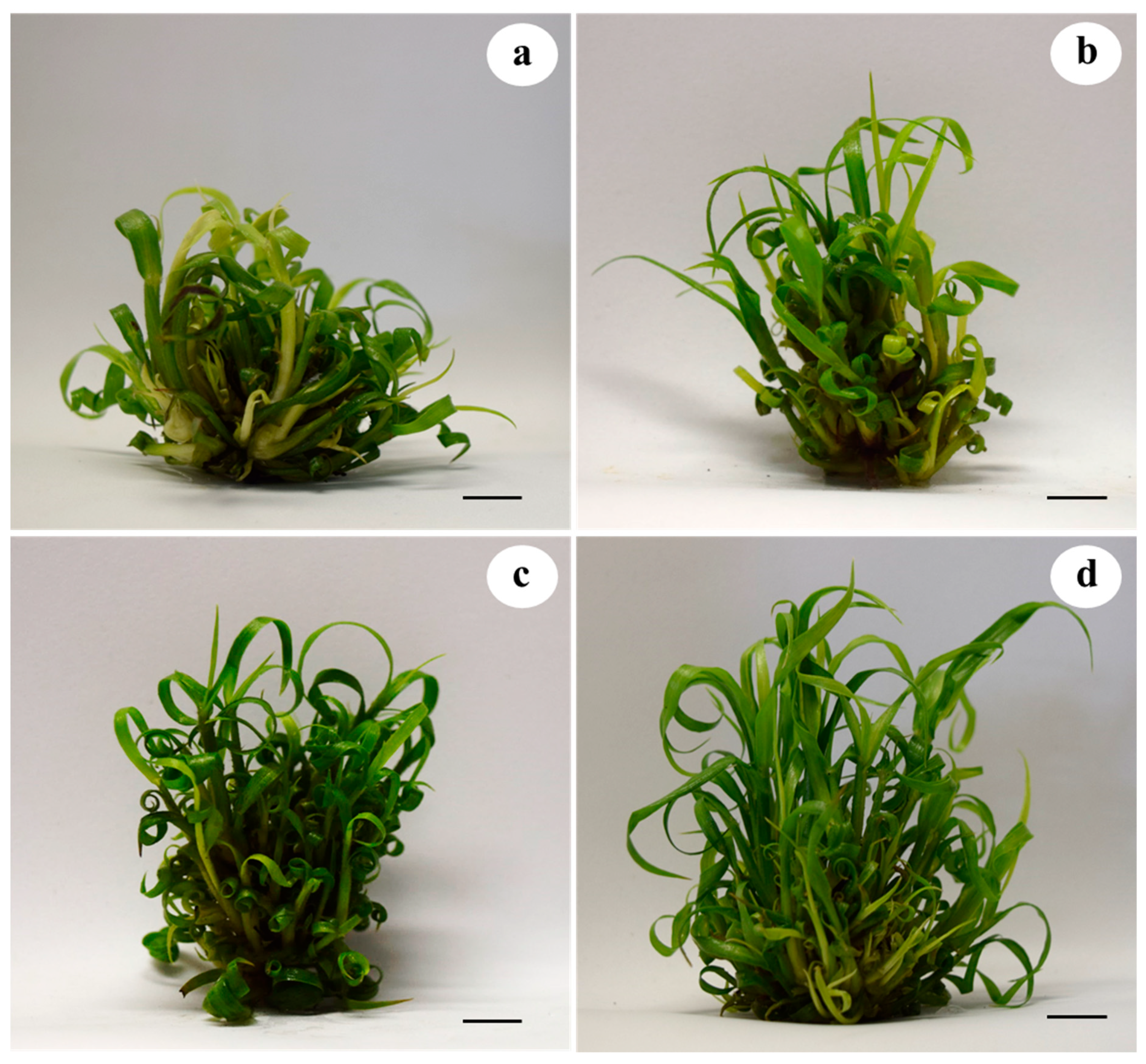 Plants 10 02015 g003