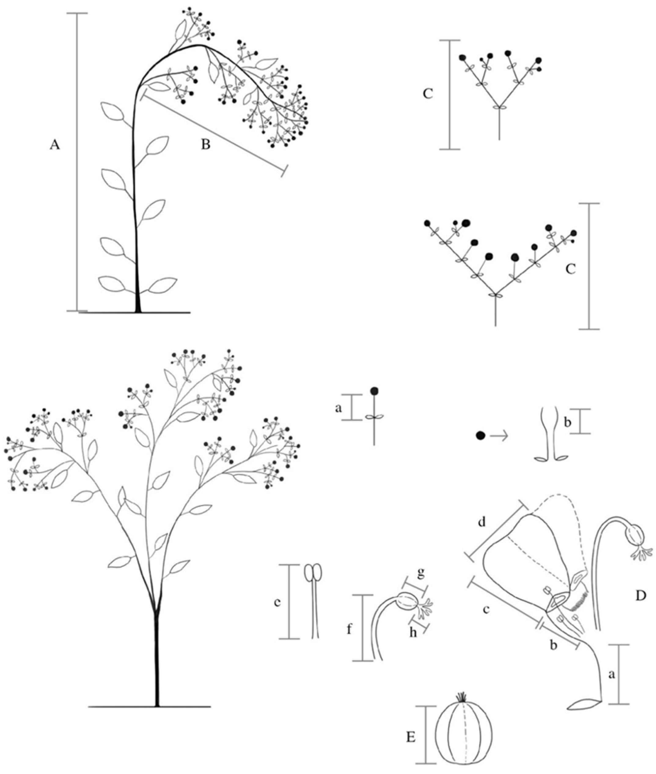 Plants 10 02020 g005 Plants 10 02020 g005