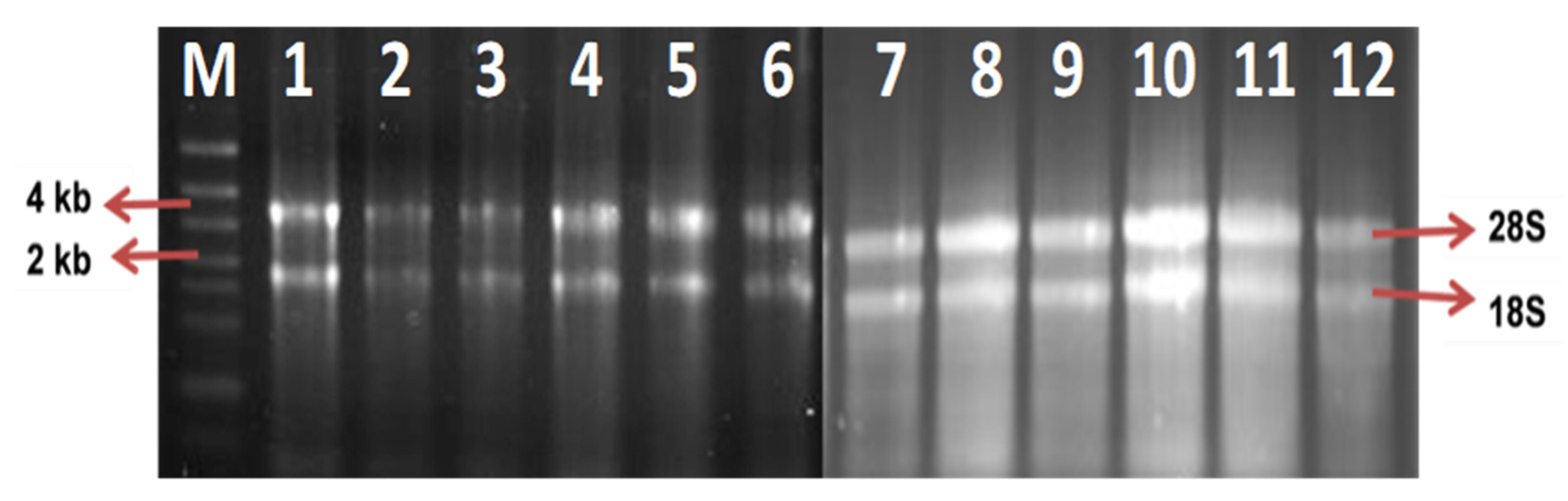 Plants 10 02026 g002