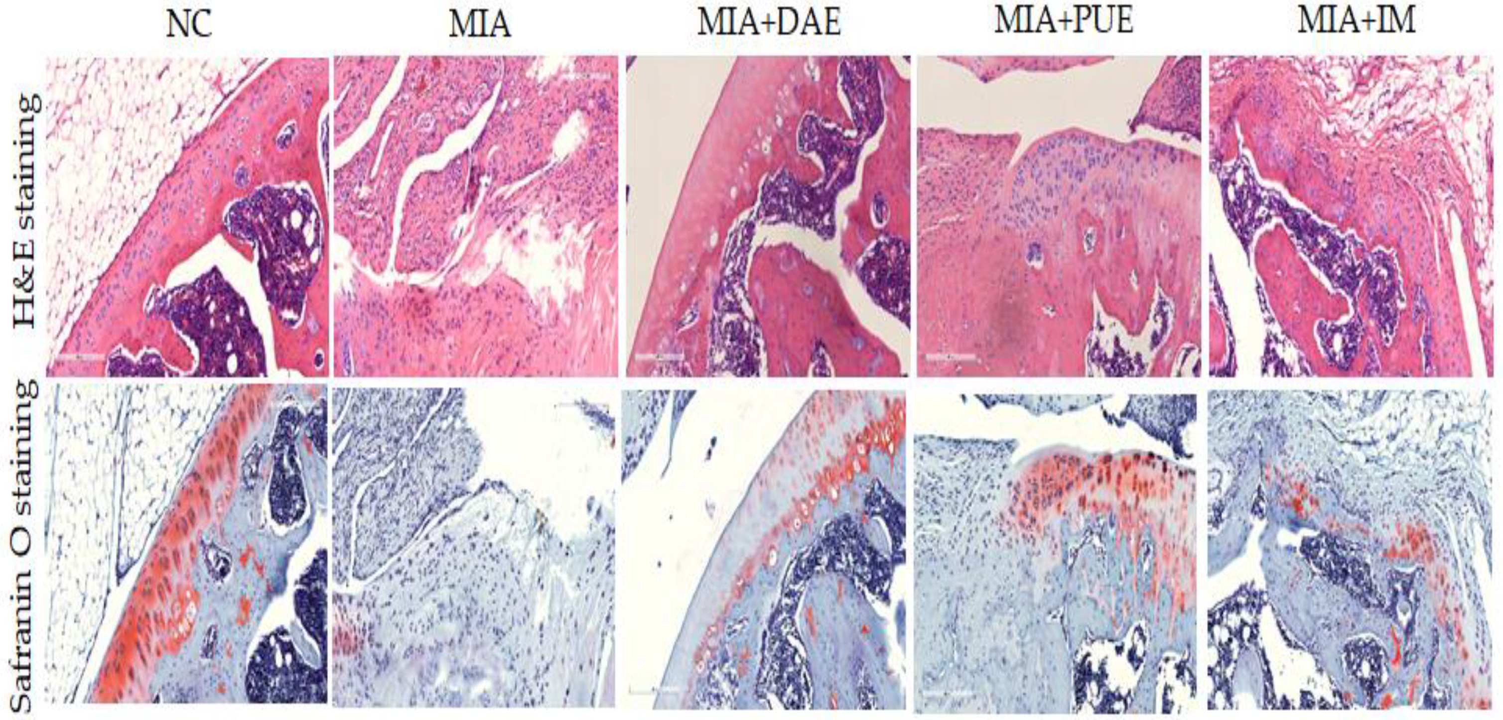 Plants 10 02030 g004 550