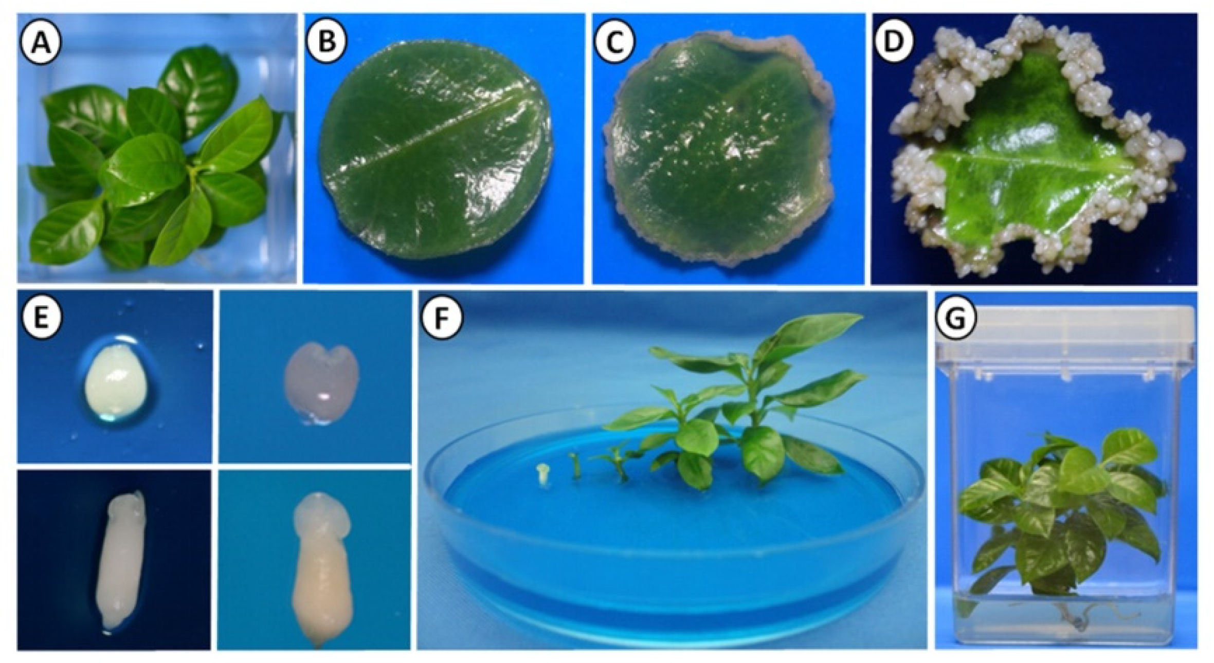 Plants 10 02034 g001