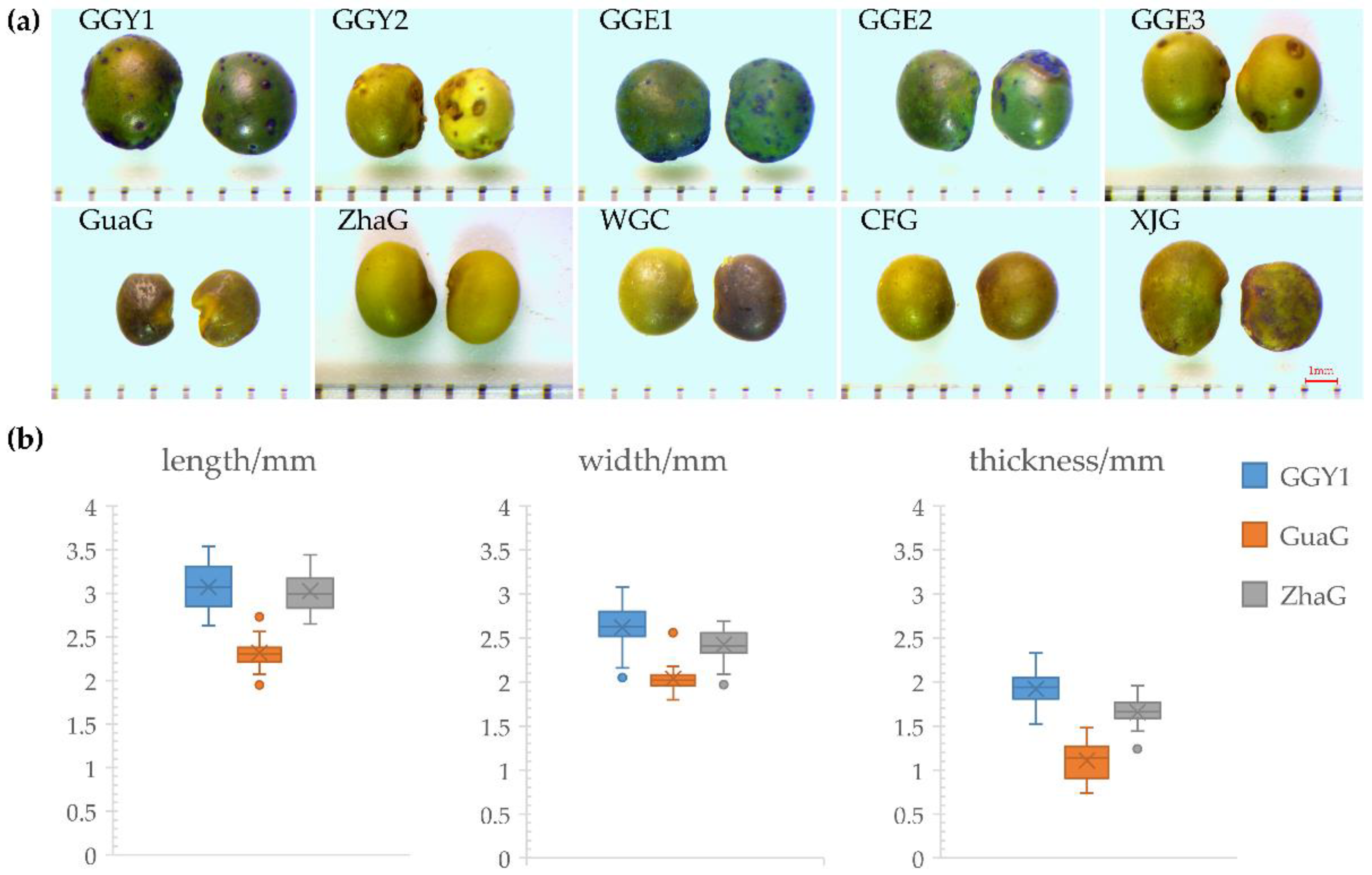 Licorice Germplasm Resources Identification Using DNA