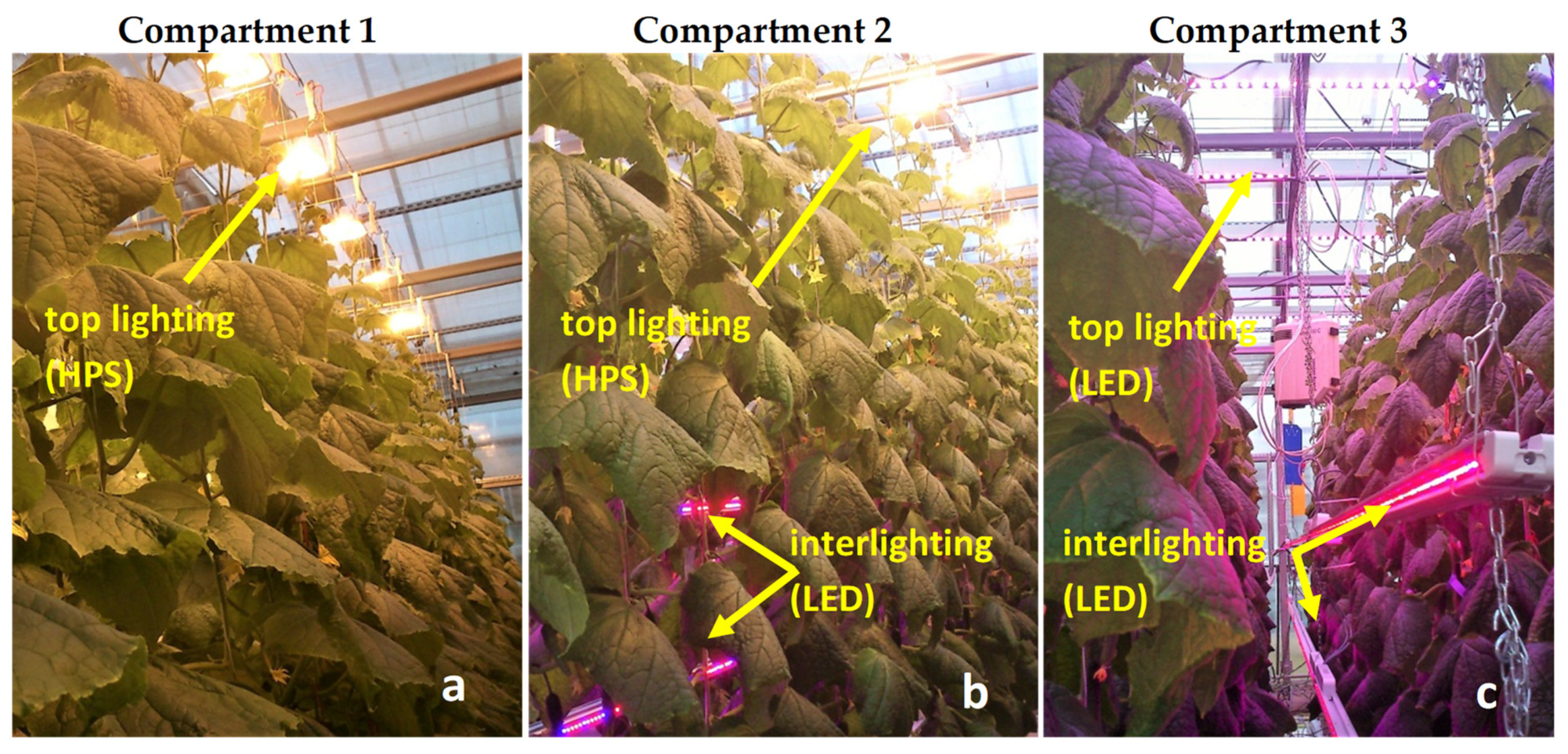Plants 10 02042 g002