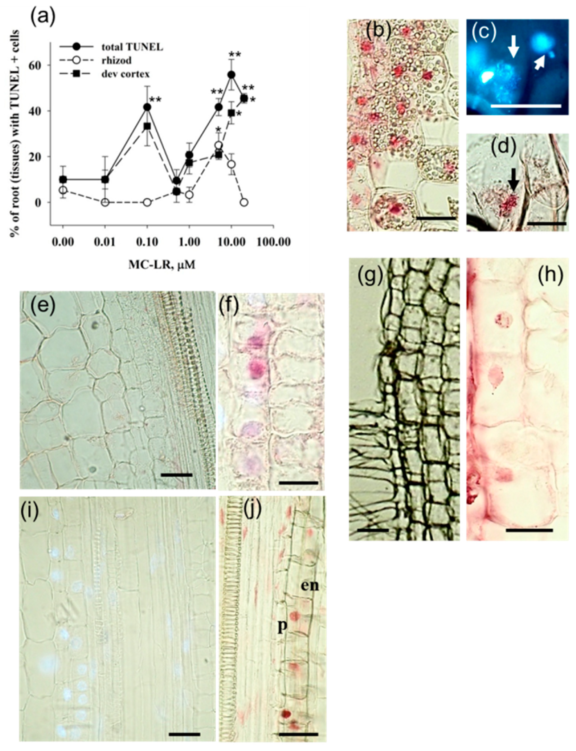 Plants 10 02045 g001