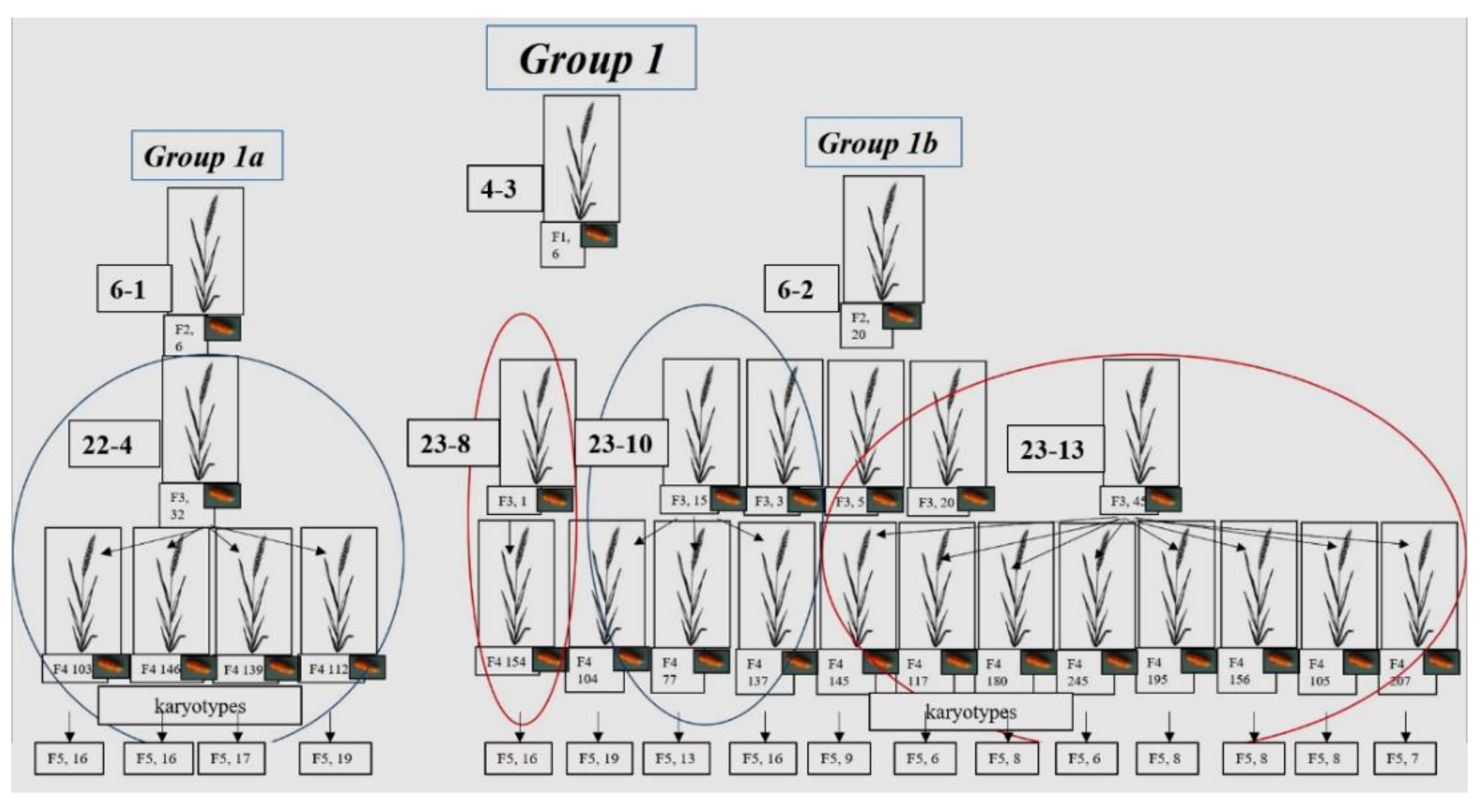 Plants | Free Full-Text | Karyotype Reorganization in Wheat–Rye 