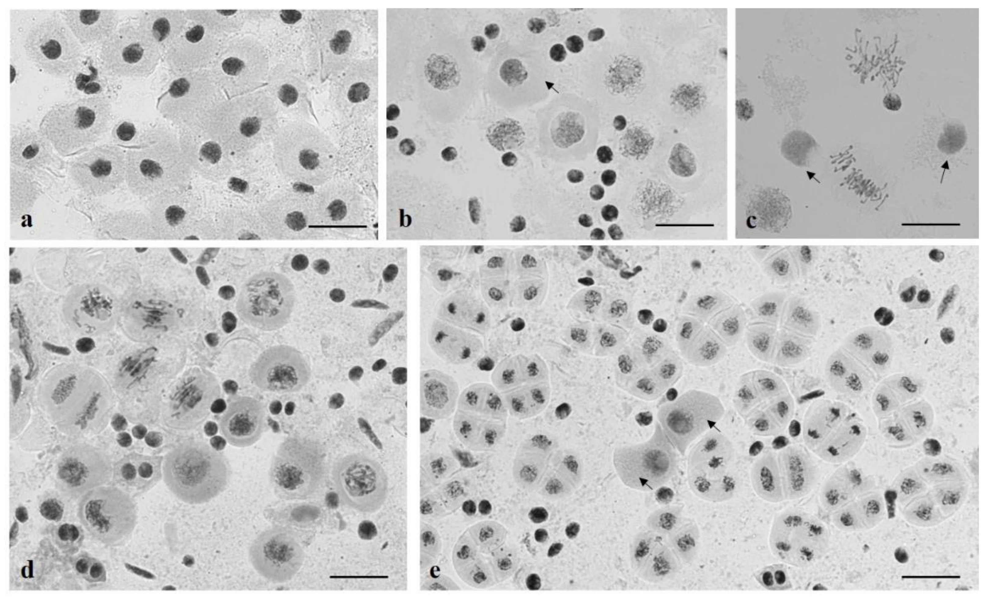 Plants 10 02052 g019