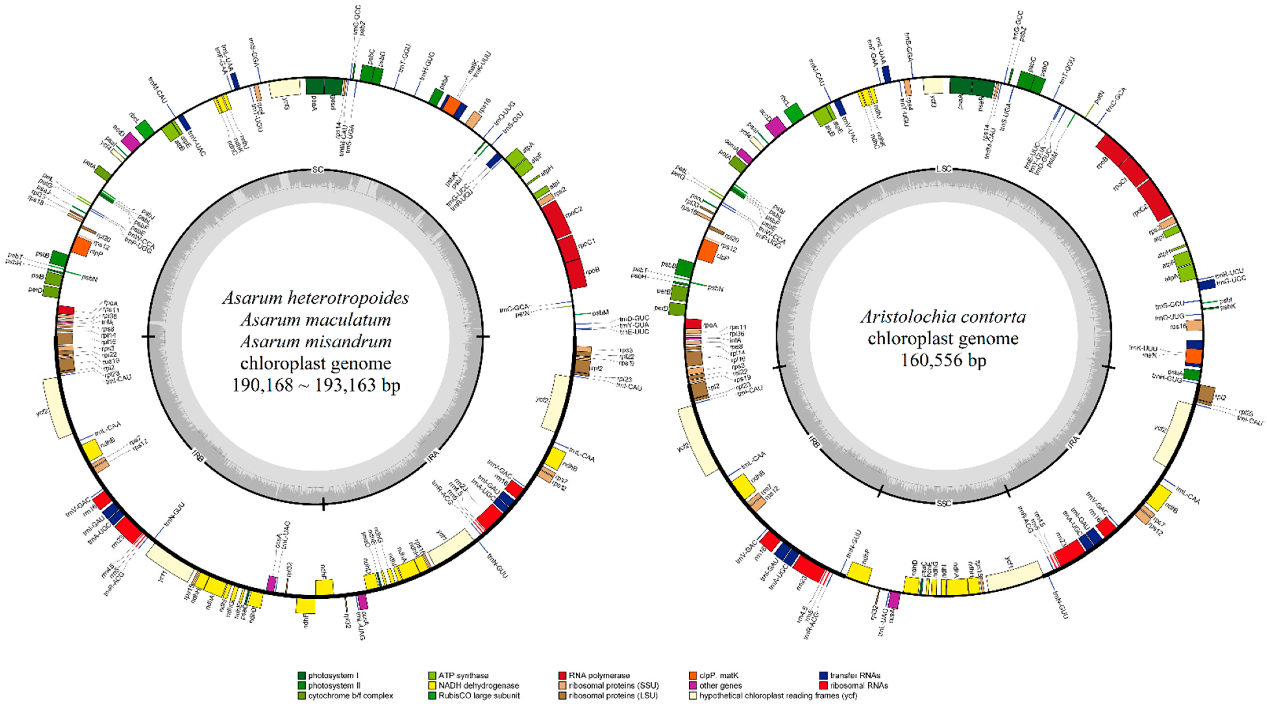 Plants 10 02056 g001