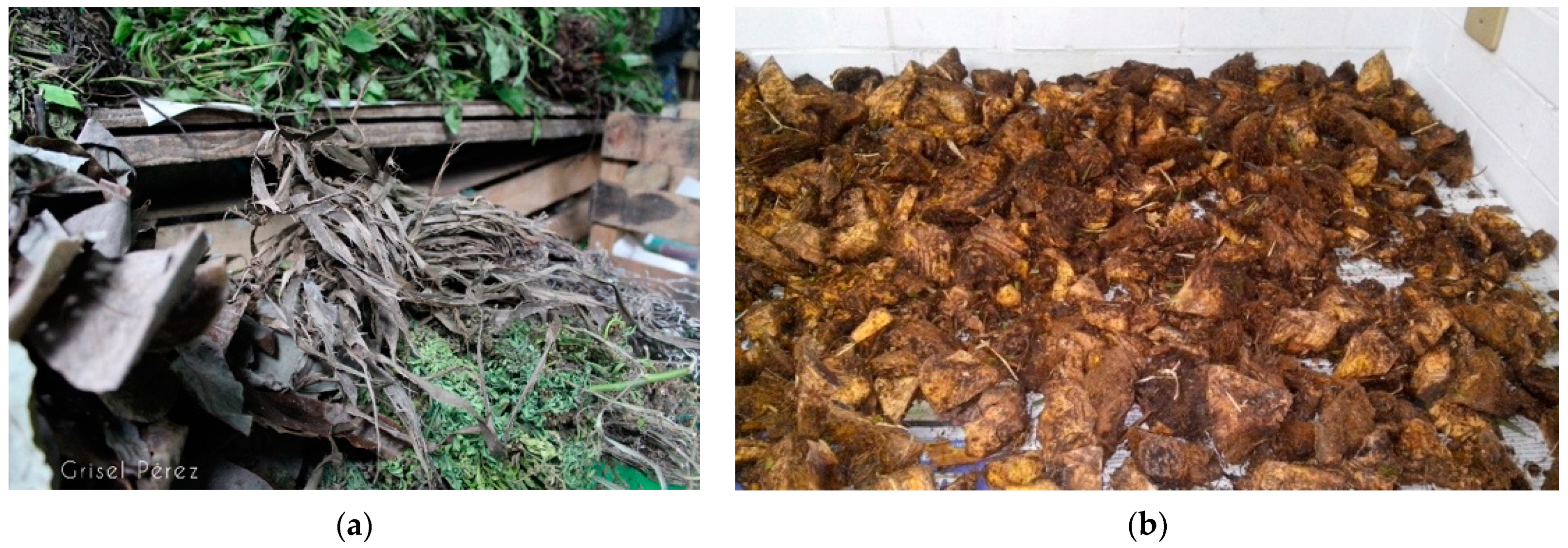 Plants 10 02060 g001