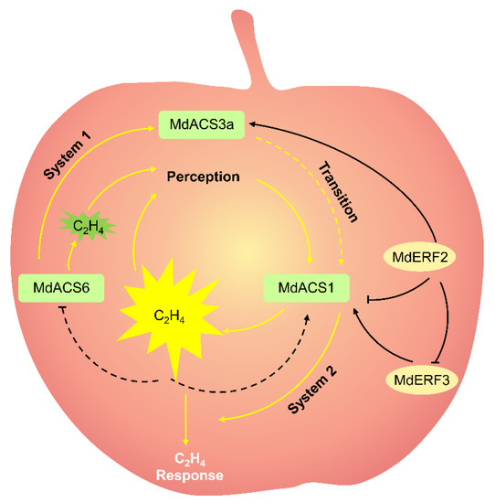 Recent Advances in Phytohormone Regulation of AppleFruit Ripening