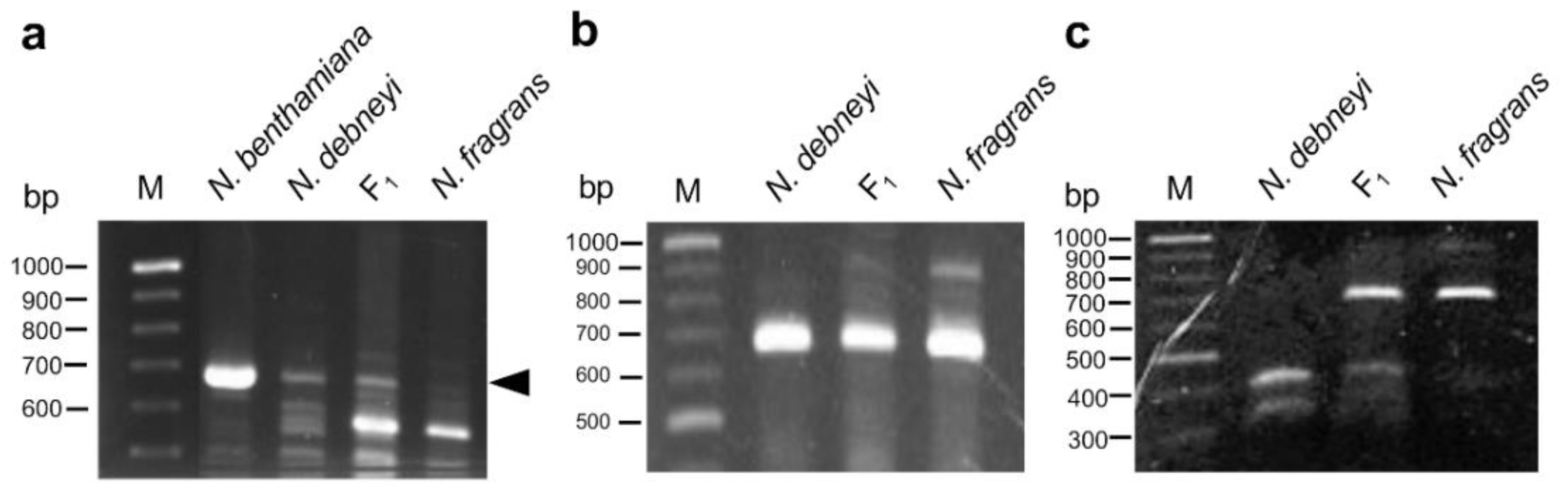 Plants 10 02062 g004