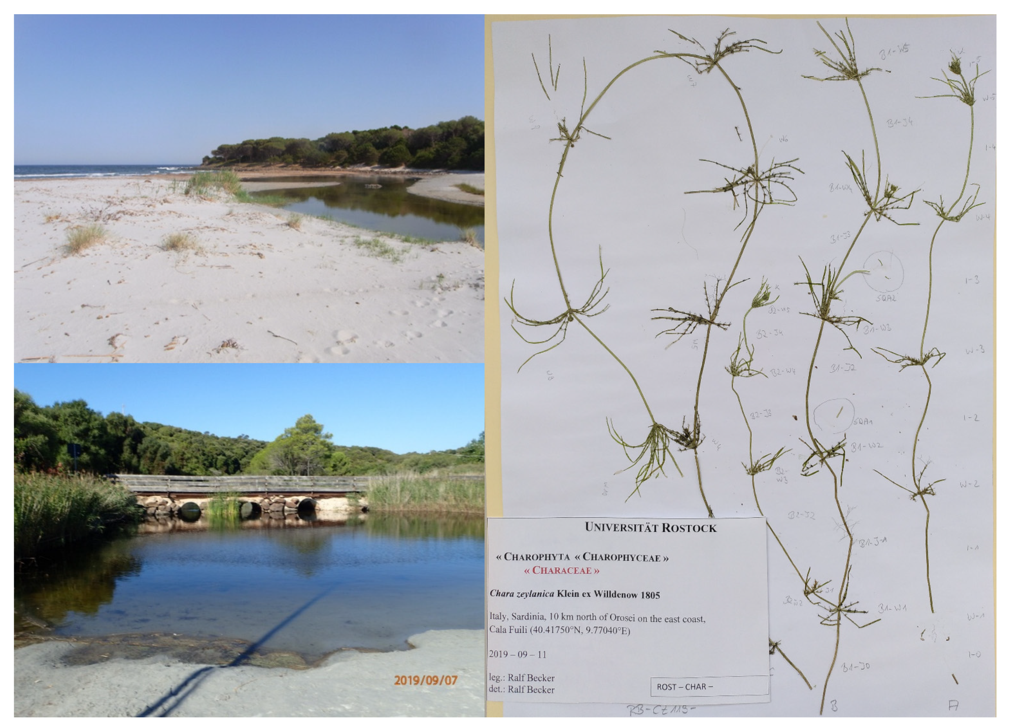 Plants 10 02069 g001 Plants 10 02069 g001