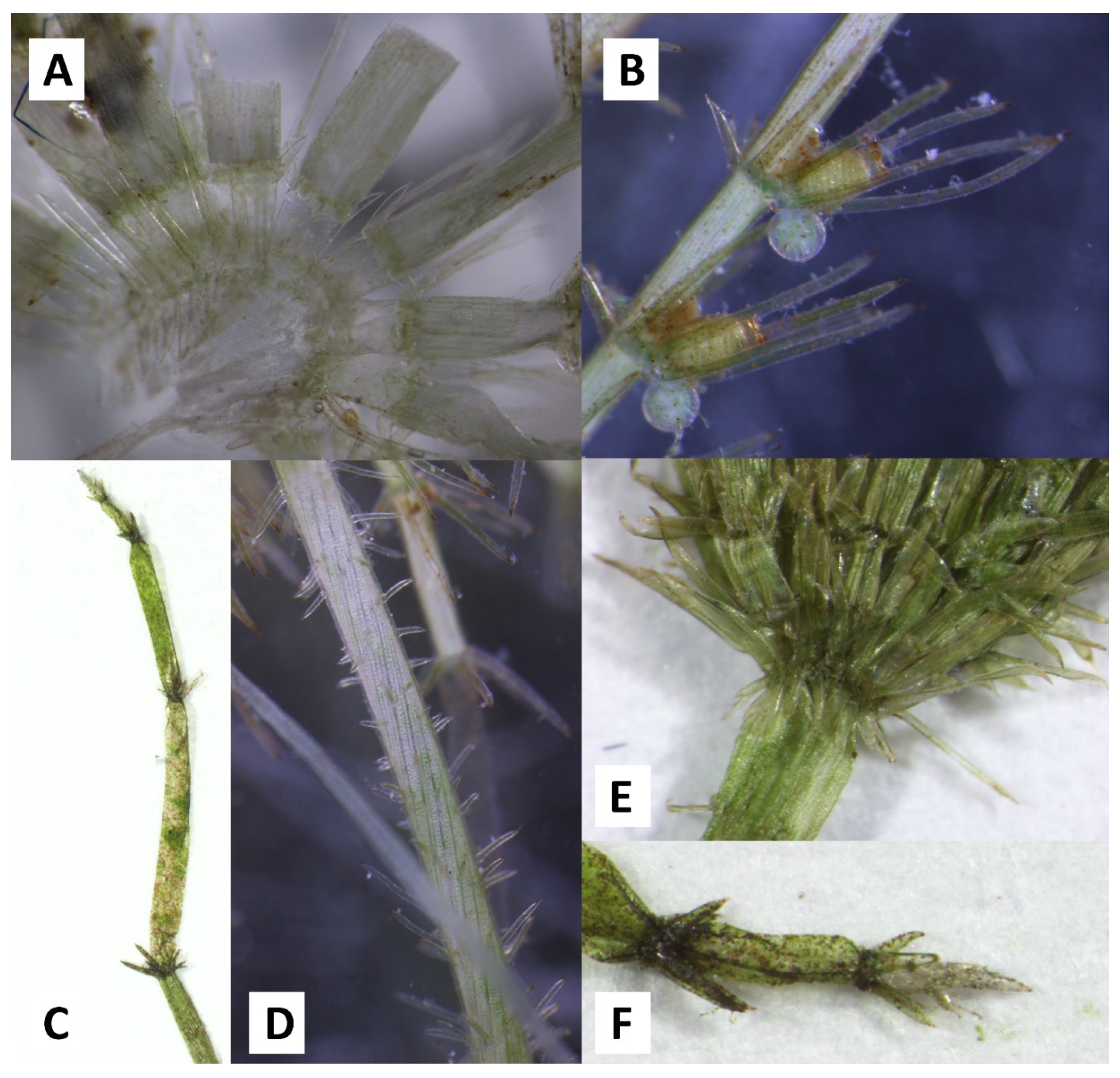 Plants 10 02069 g002 Plants 10 02069 g002