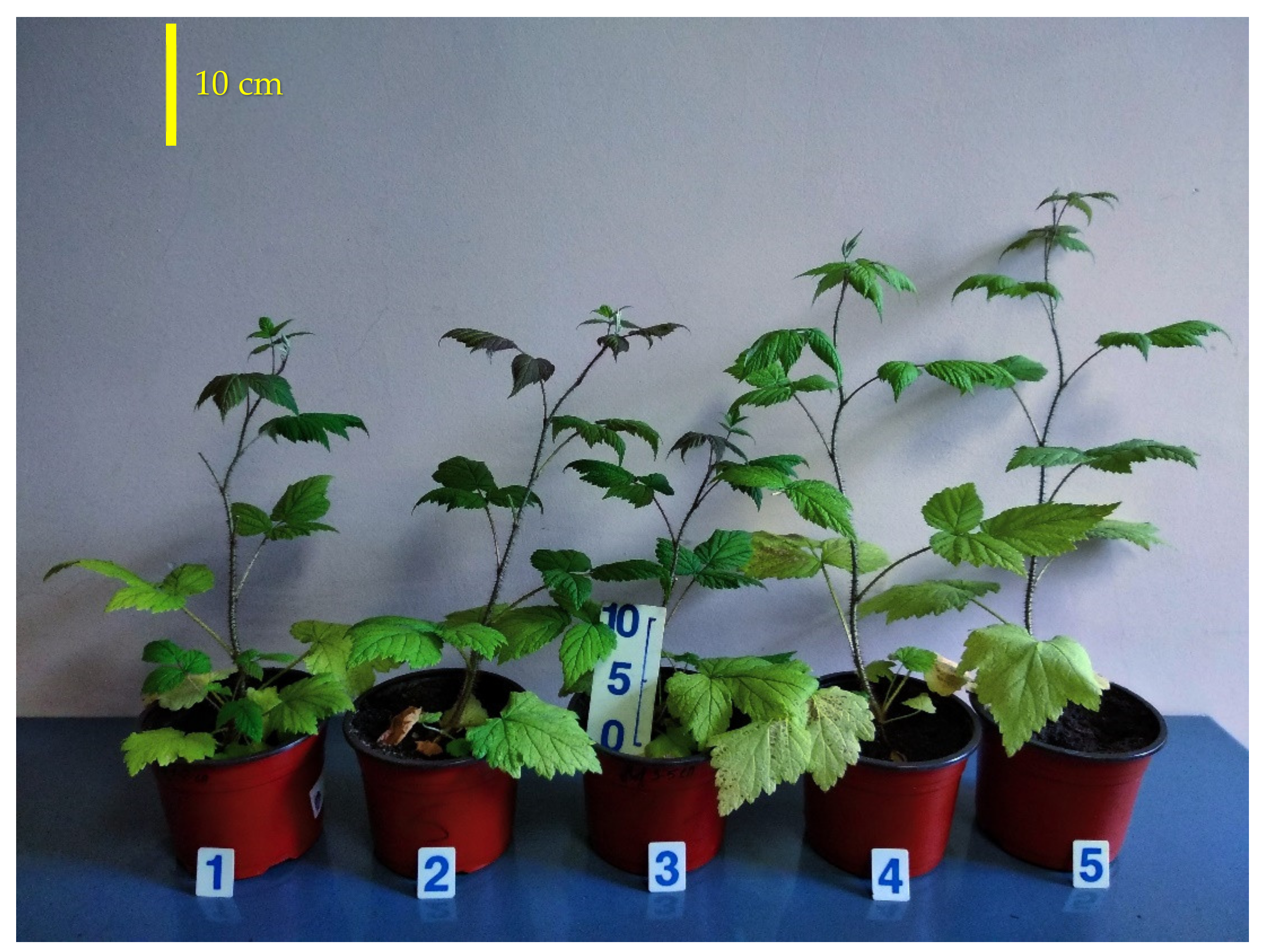 Plants 10 02071 g009
