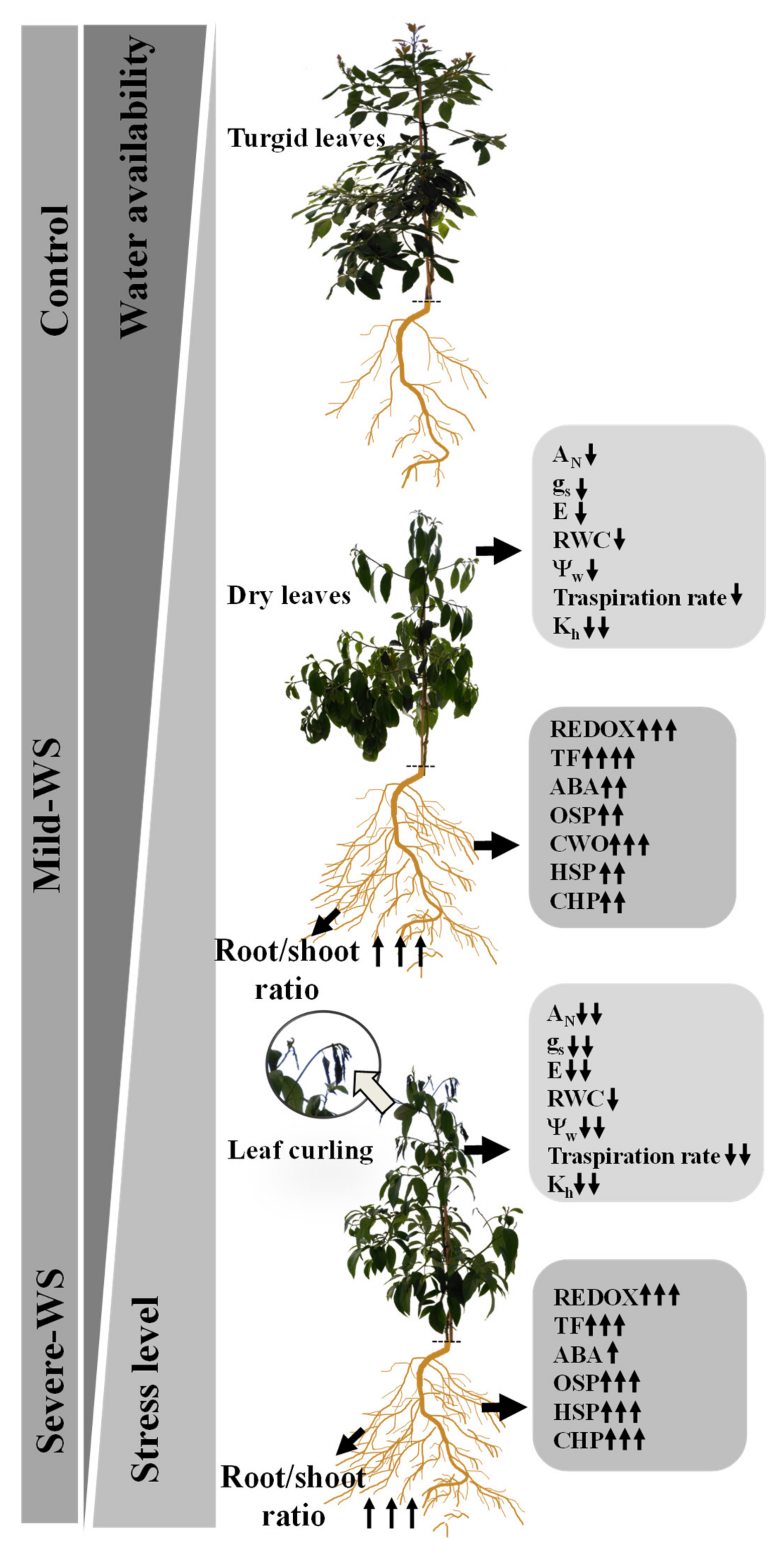 Plants 10 02077 g007