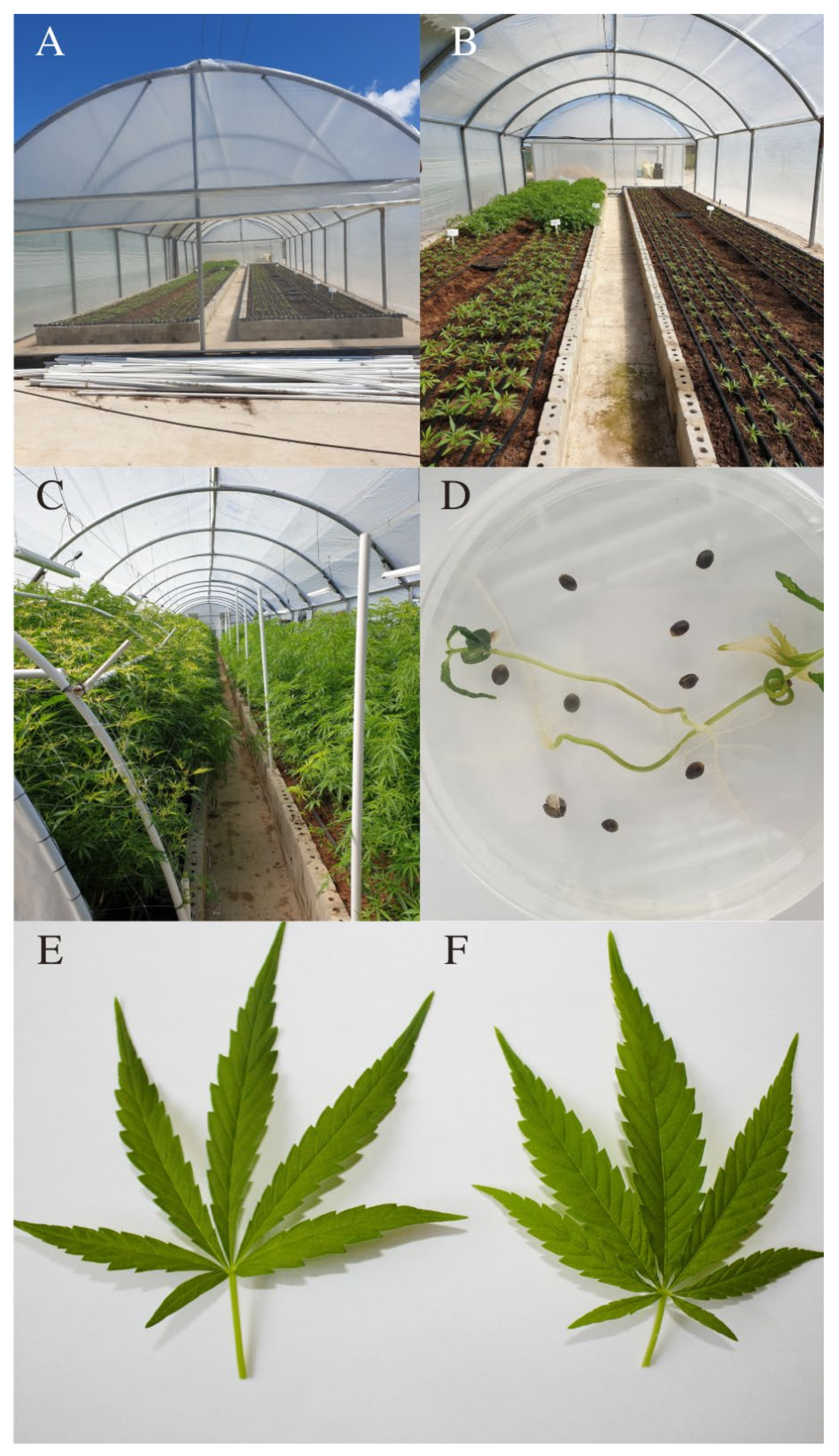 Botanists conduct first large-scale genetic study of marijuana, hemp