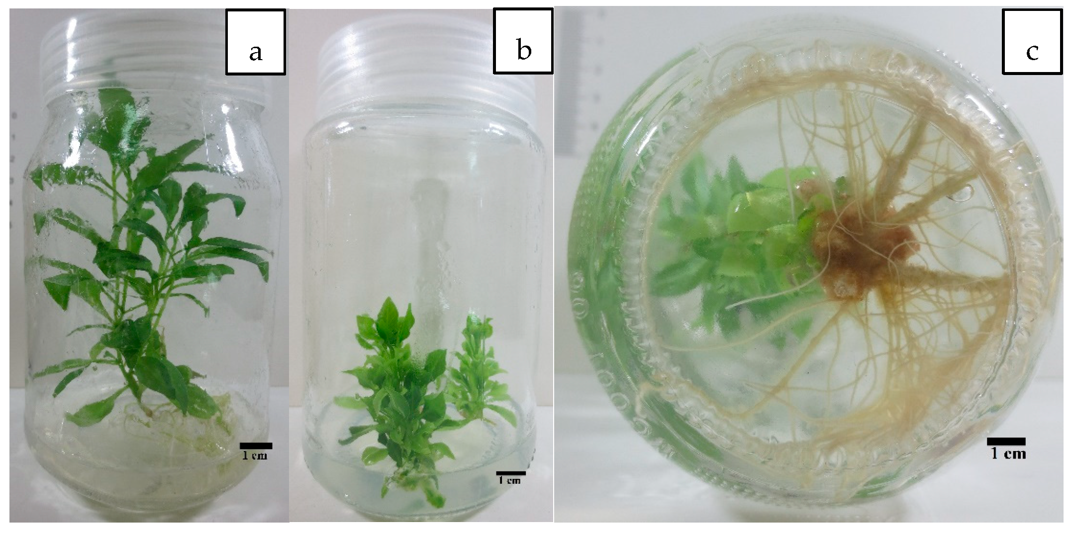 Plants 10 02089 g001