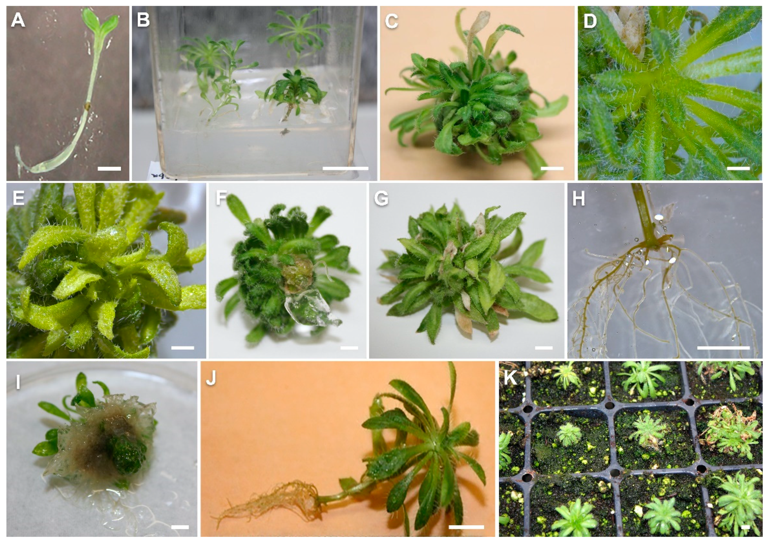 Plants 10 02093 g001 Plants 10 02093 g001