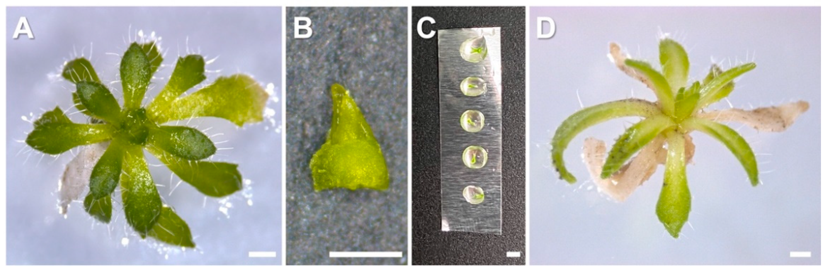 Plants 10 02093 g009 Plants 10 02093 g009