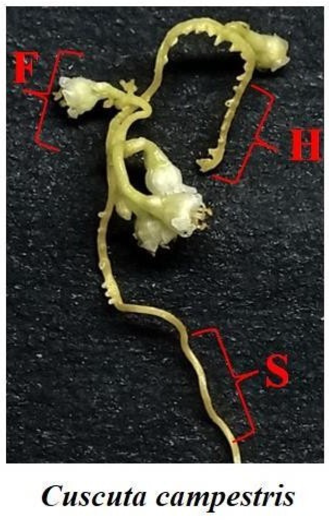 Plants 10 02098 g001