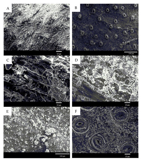 Particle Retention Capacity, Efficiency, and Mechanism of Selected