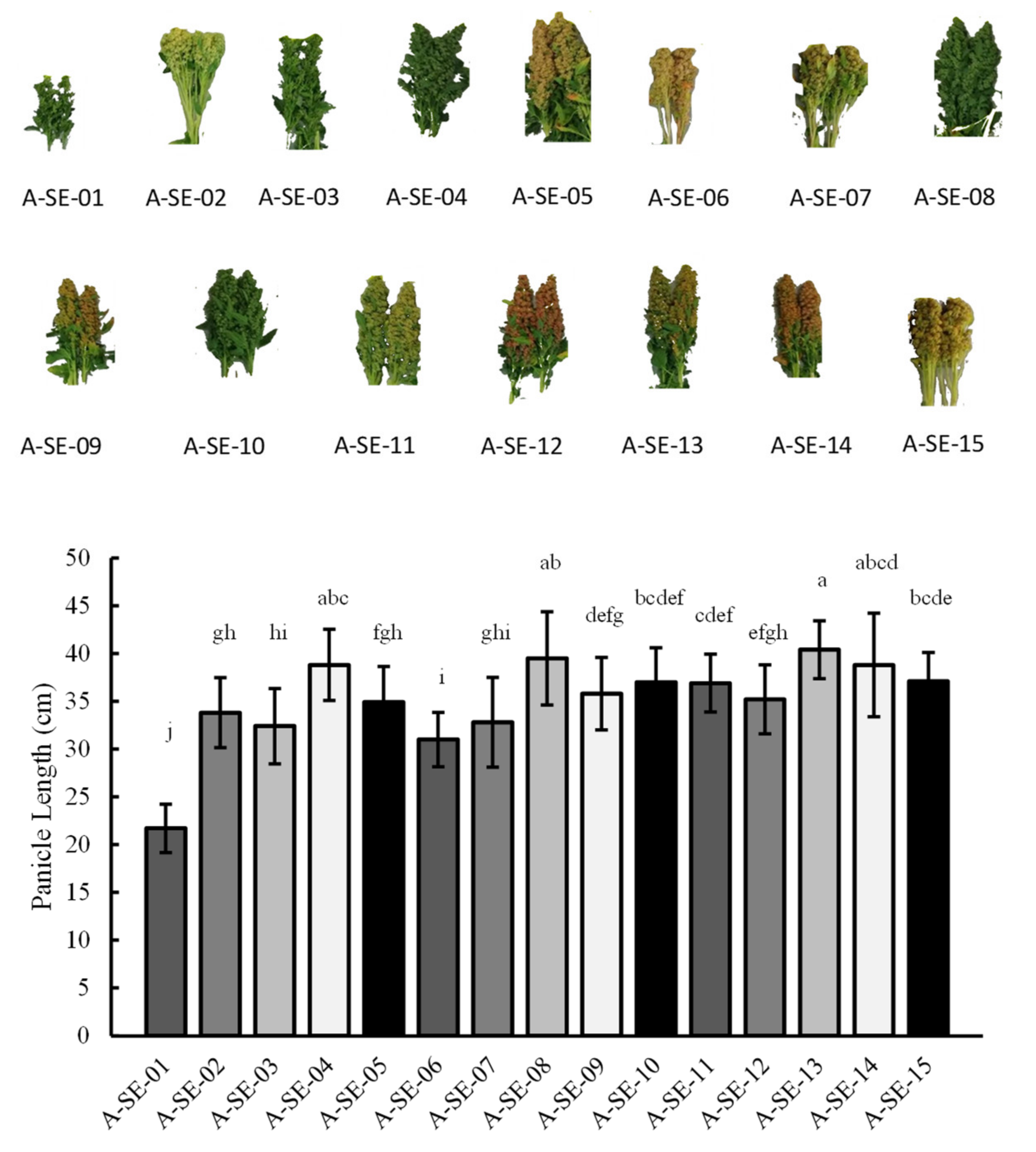 Plants 10 02128 g002