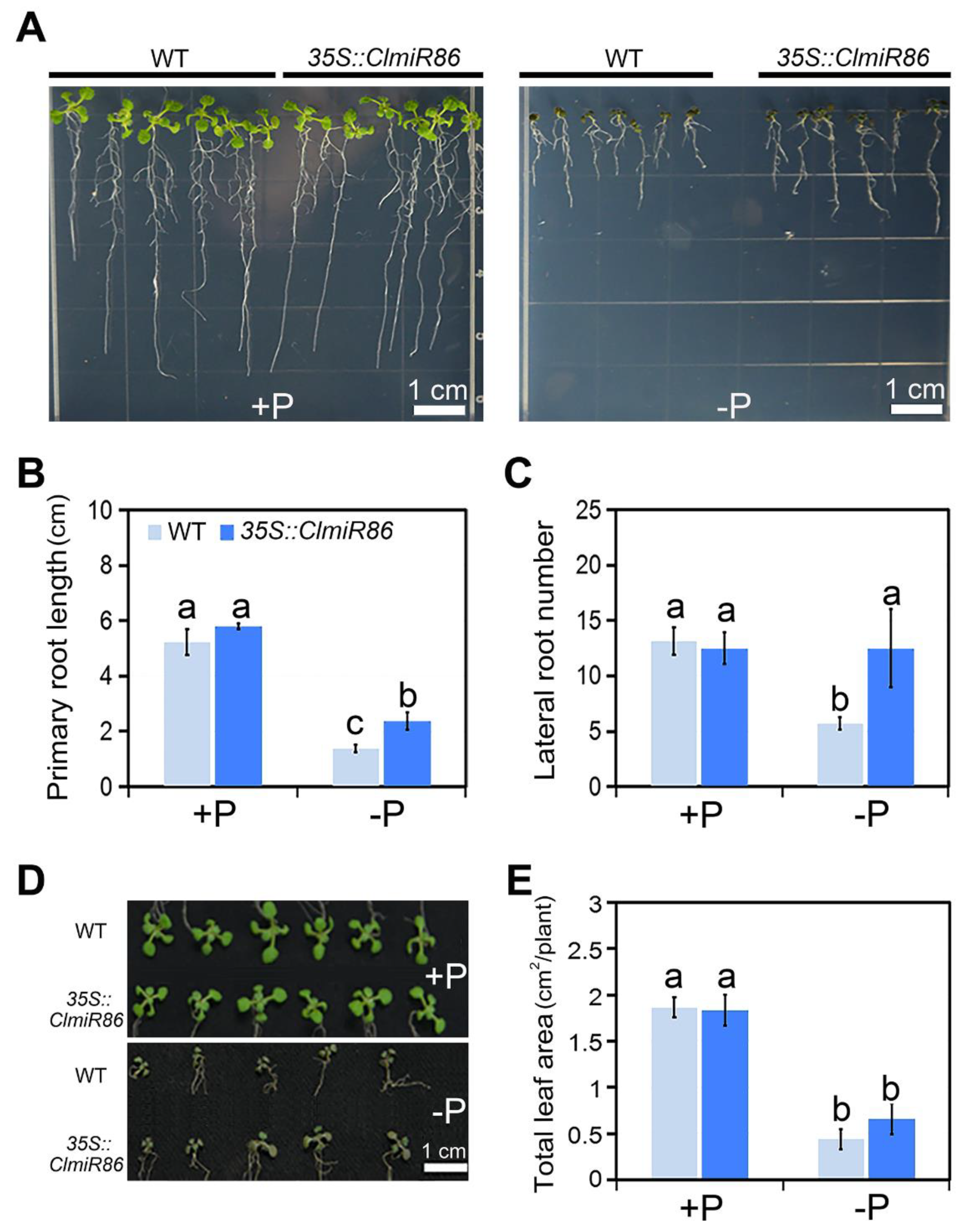 Plants 10 02133 g005
