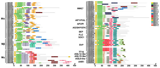 Genome-Wide Identification and Expression Analysis of MADS-Box Family ...