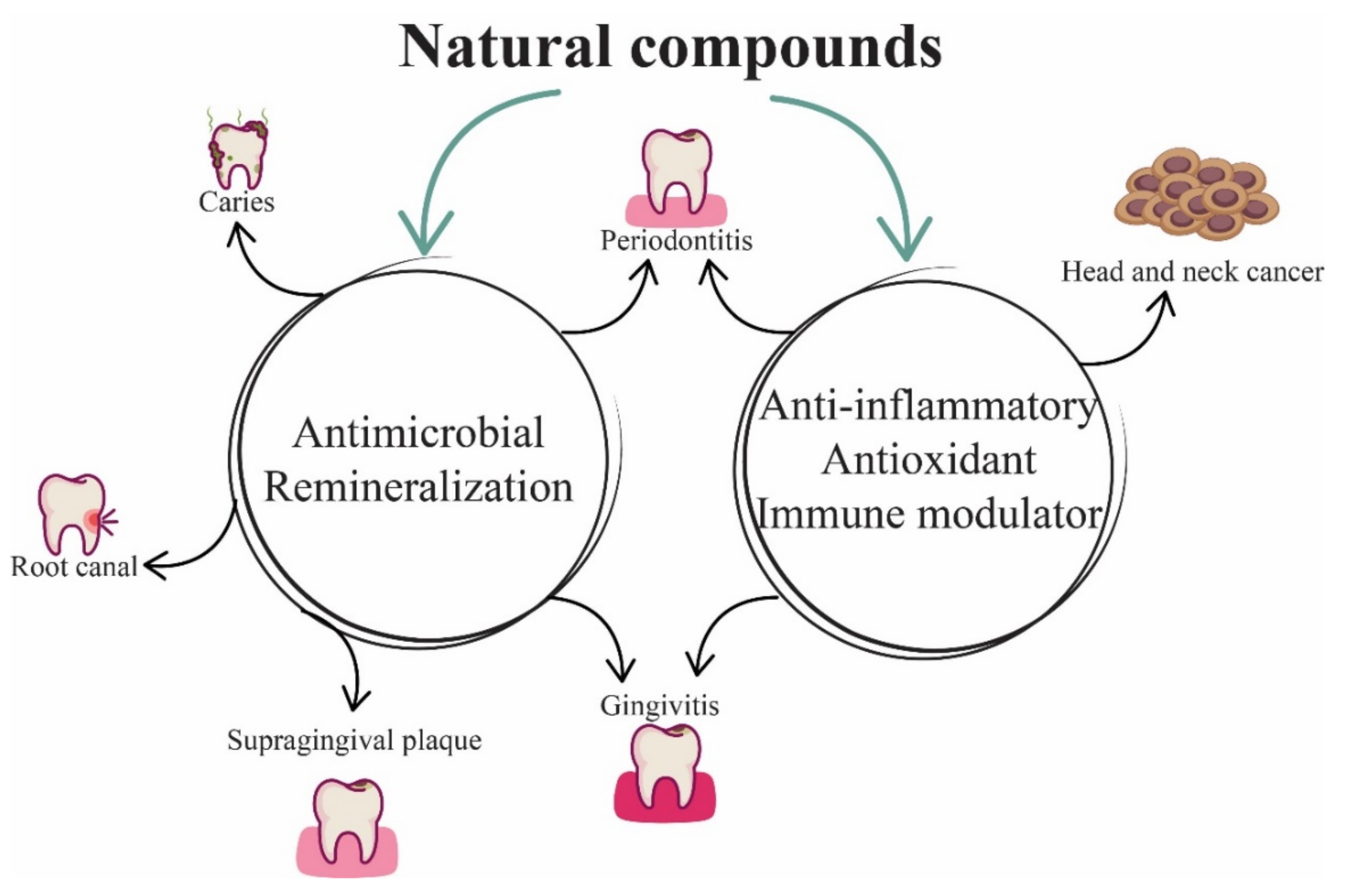 Plants Free FullText Vegetal Compounds as Sources of Prophylactic