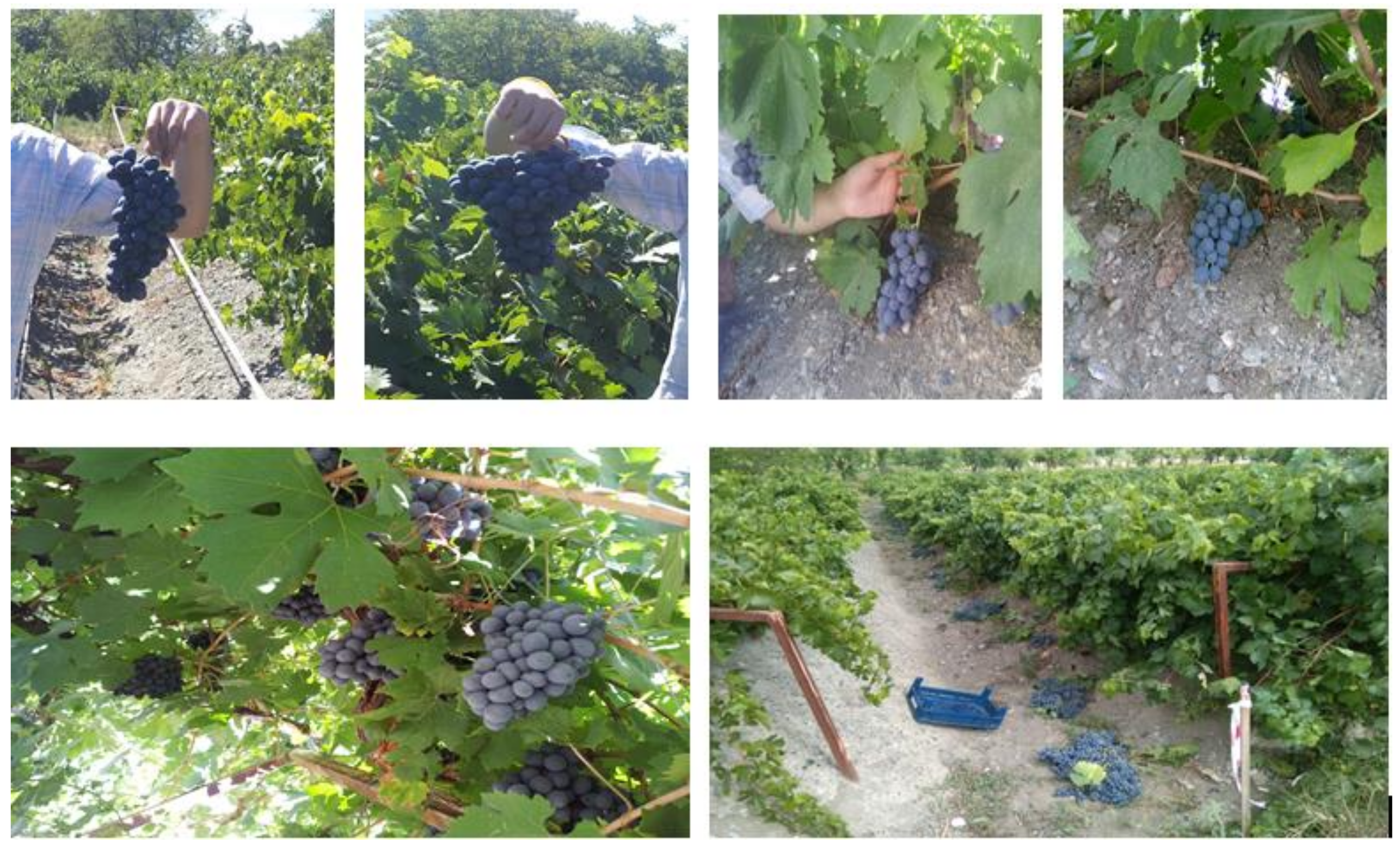 Plants 10 02154 g001