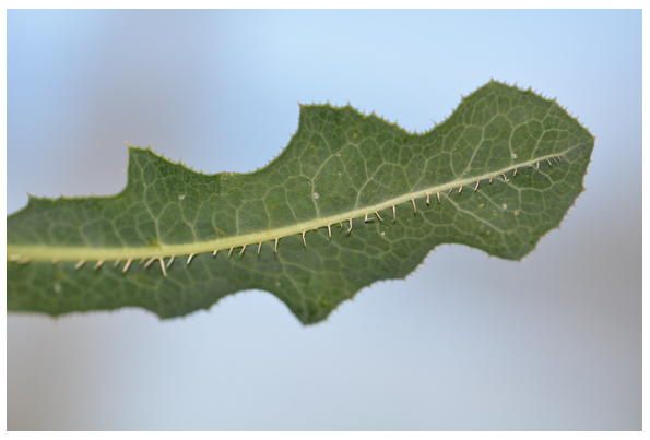 Plants 10 02157 g002