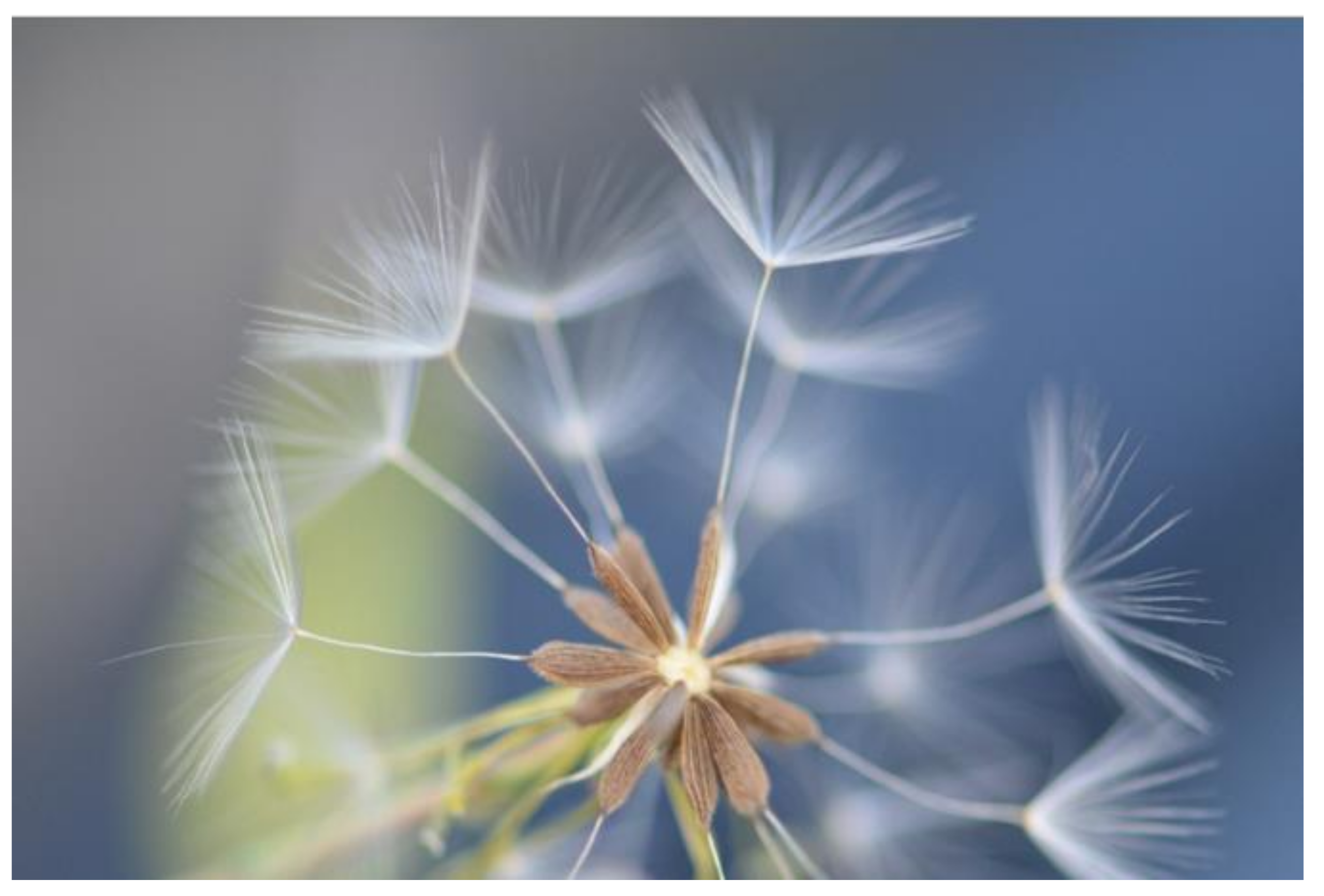 Plants 10 02157 g003