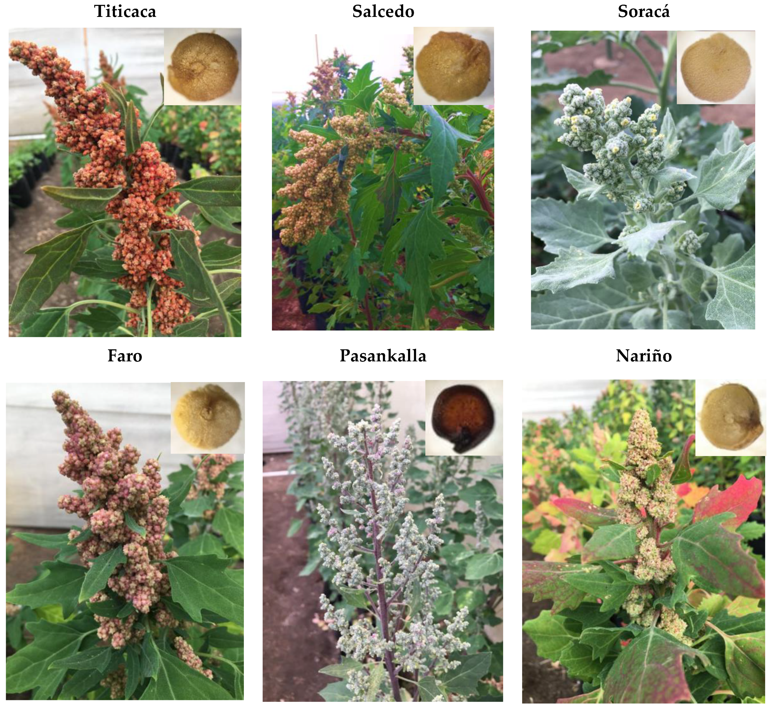 Plants 10 02159 g001