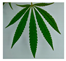 Plants 10 02174 i003