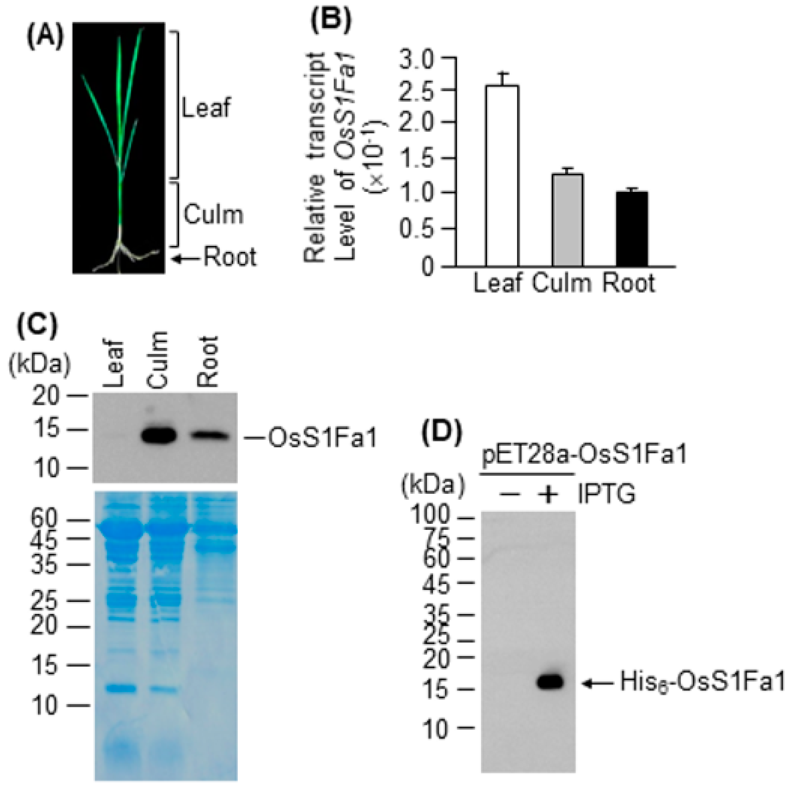 Plants 10 02181 g002 Plants 10 02181 g002