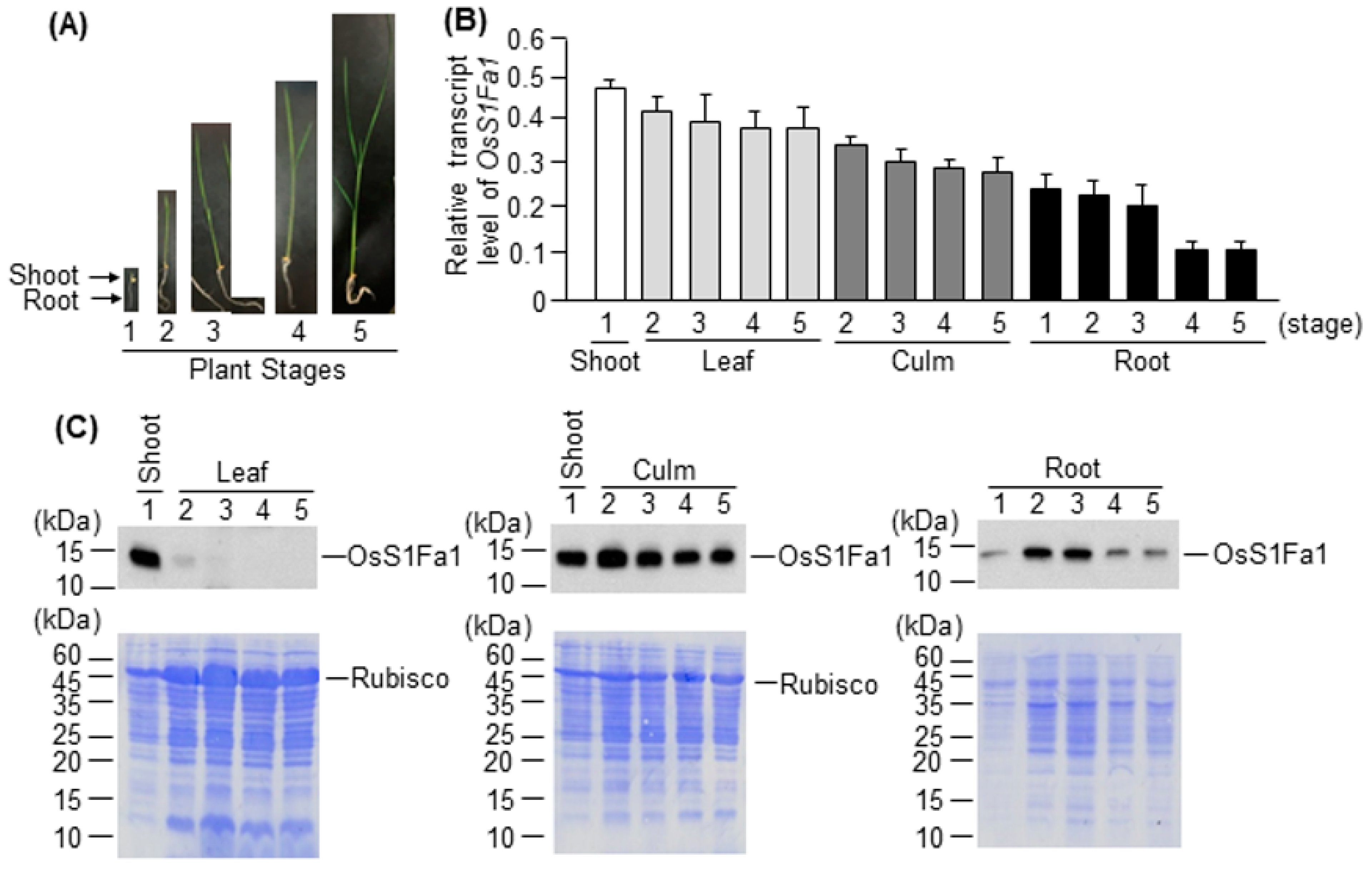 Plants 10 02181 g003 Plants 10 02181 g003