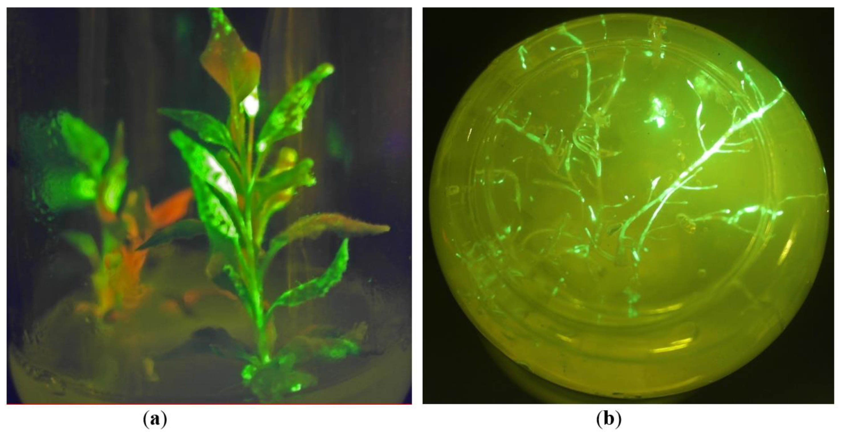 Plants 10 02187 g002