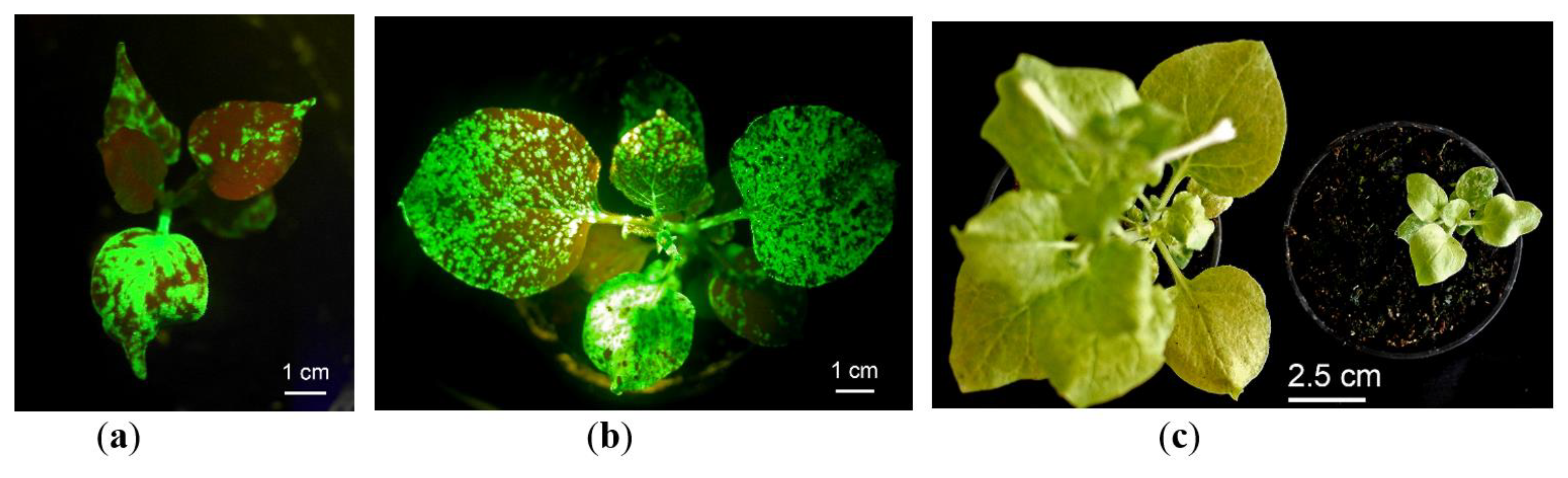 Plants 10 02187 g003