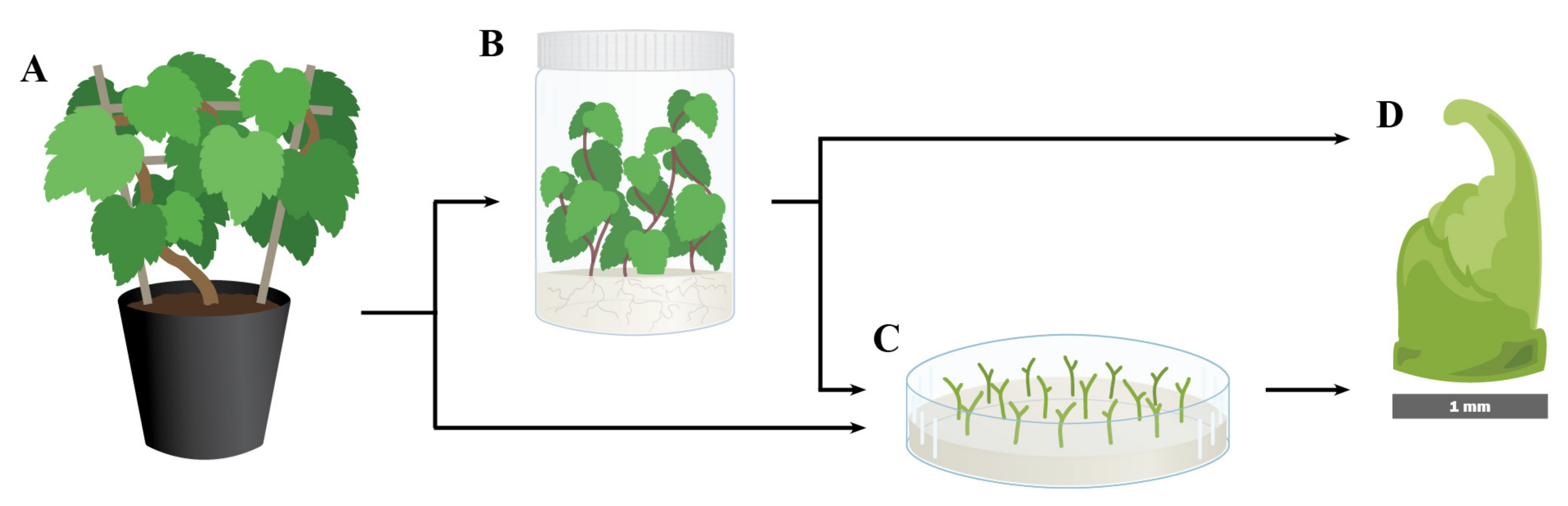 Plants 10 02190 g001 Plants 10 02190 g001