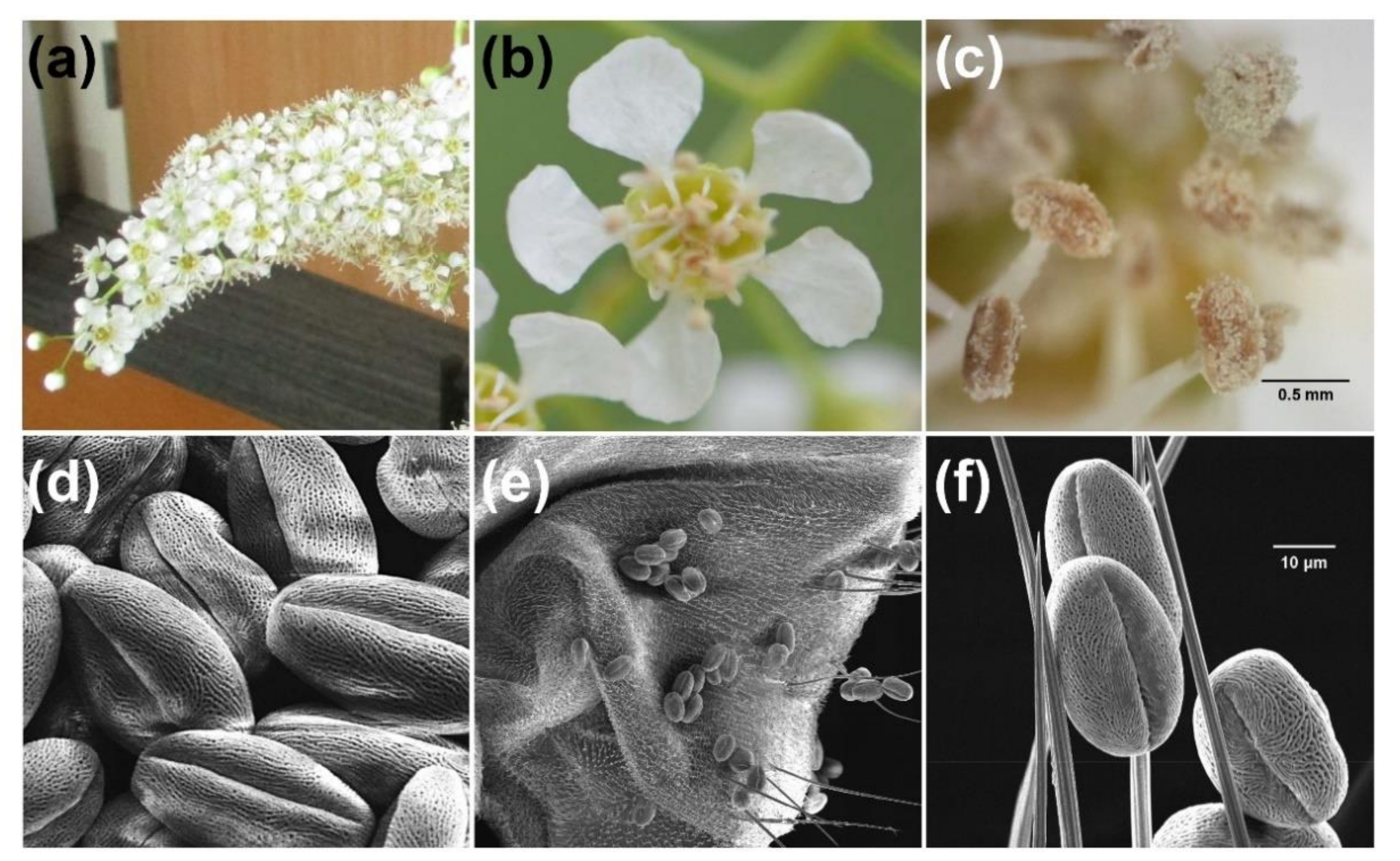 Plants 10 02195 g004