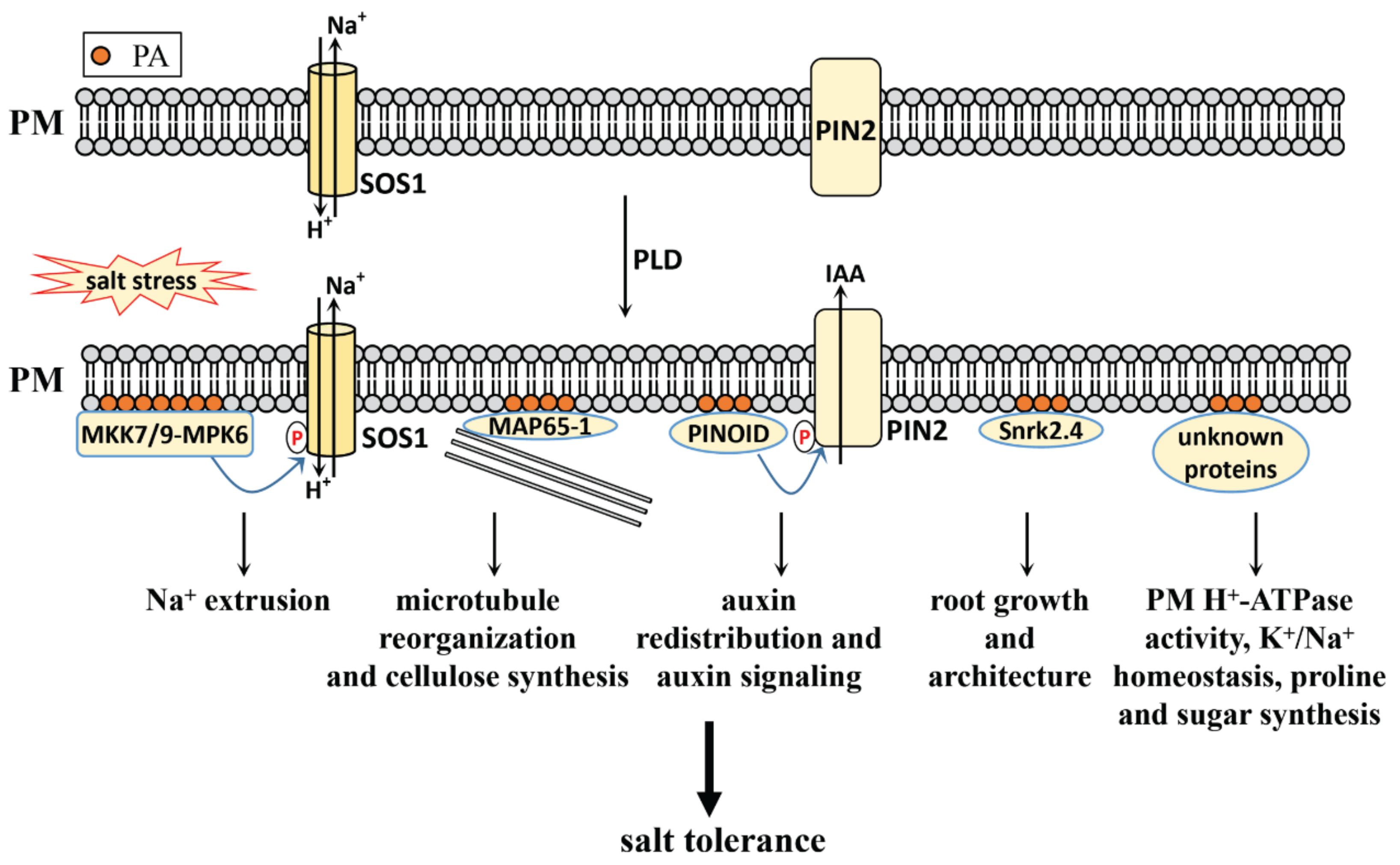 Plants 10 02204 g001